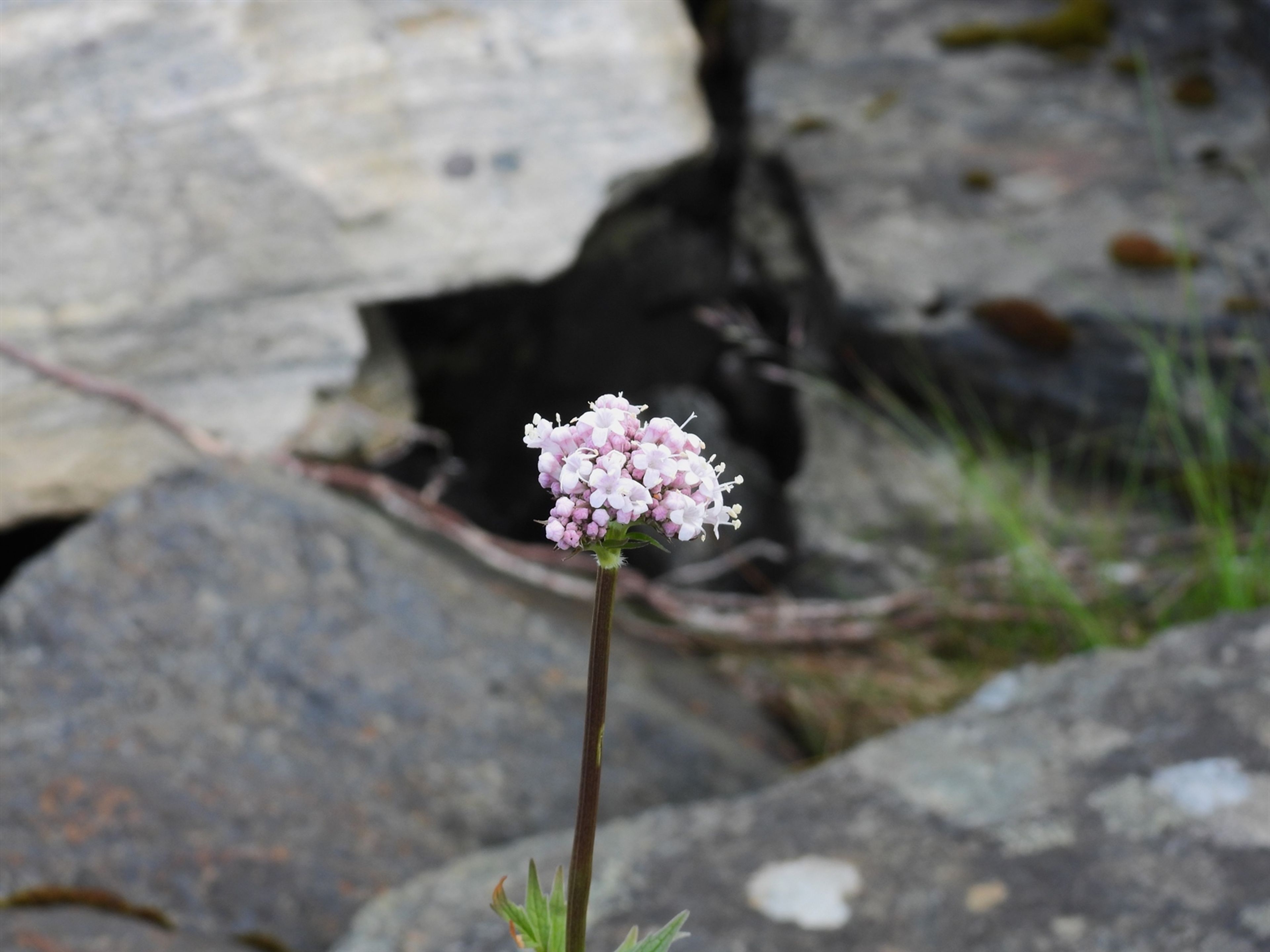 Valeriana sambucifolia - 1