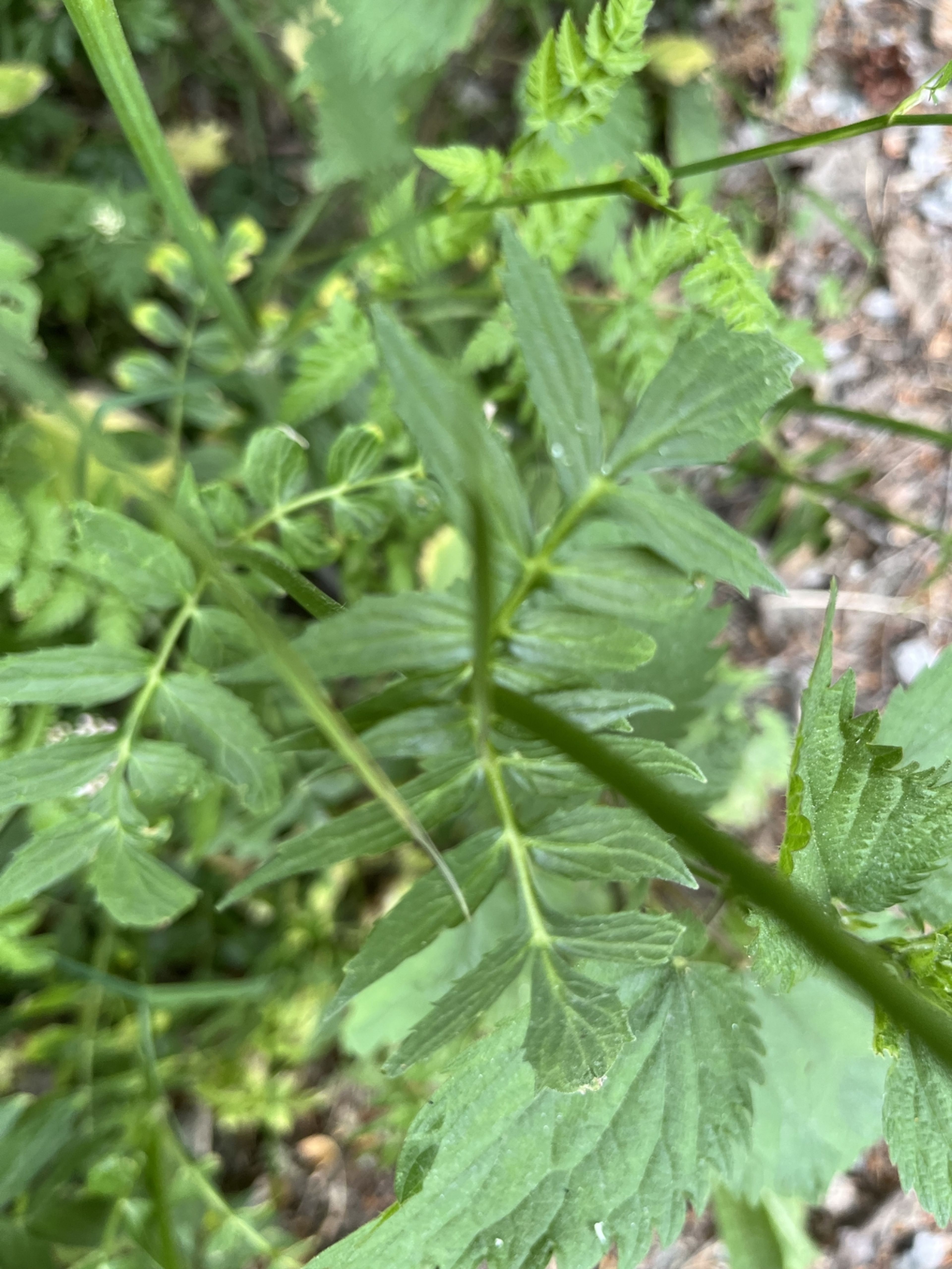 Valeriana sambucifolia - 22