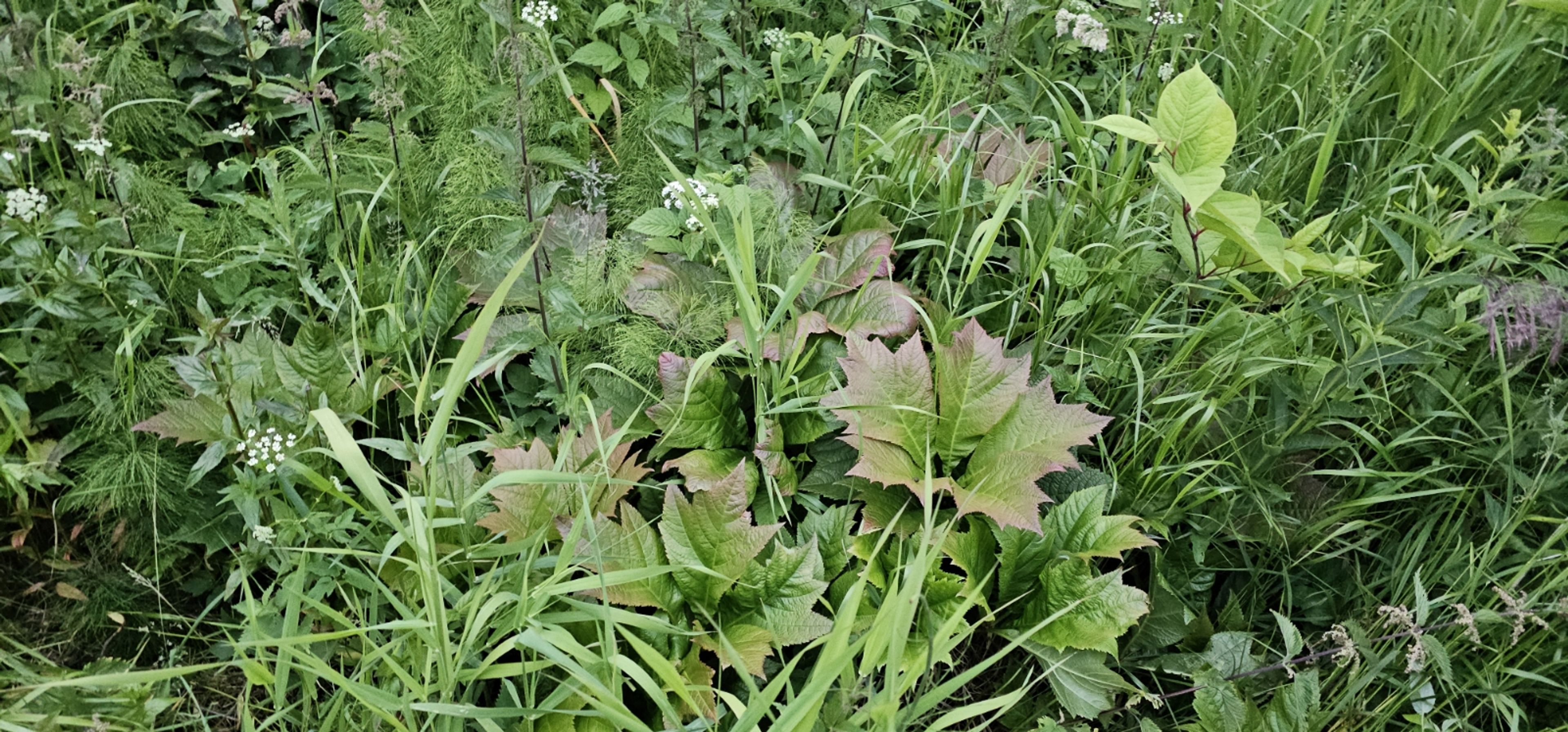 Rodgersia podophylla - 53