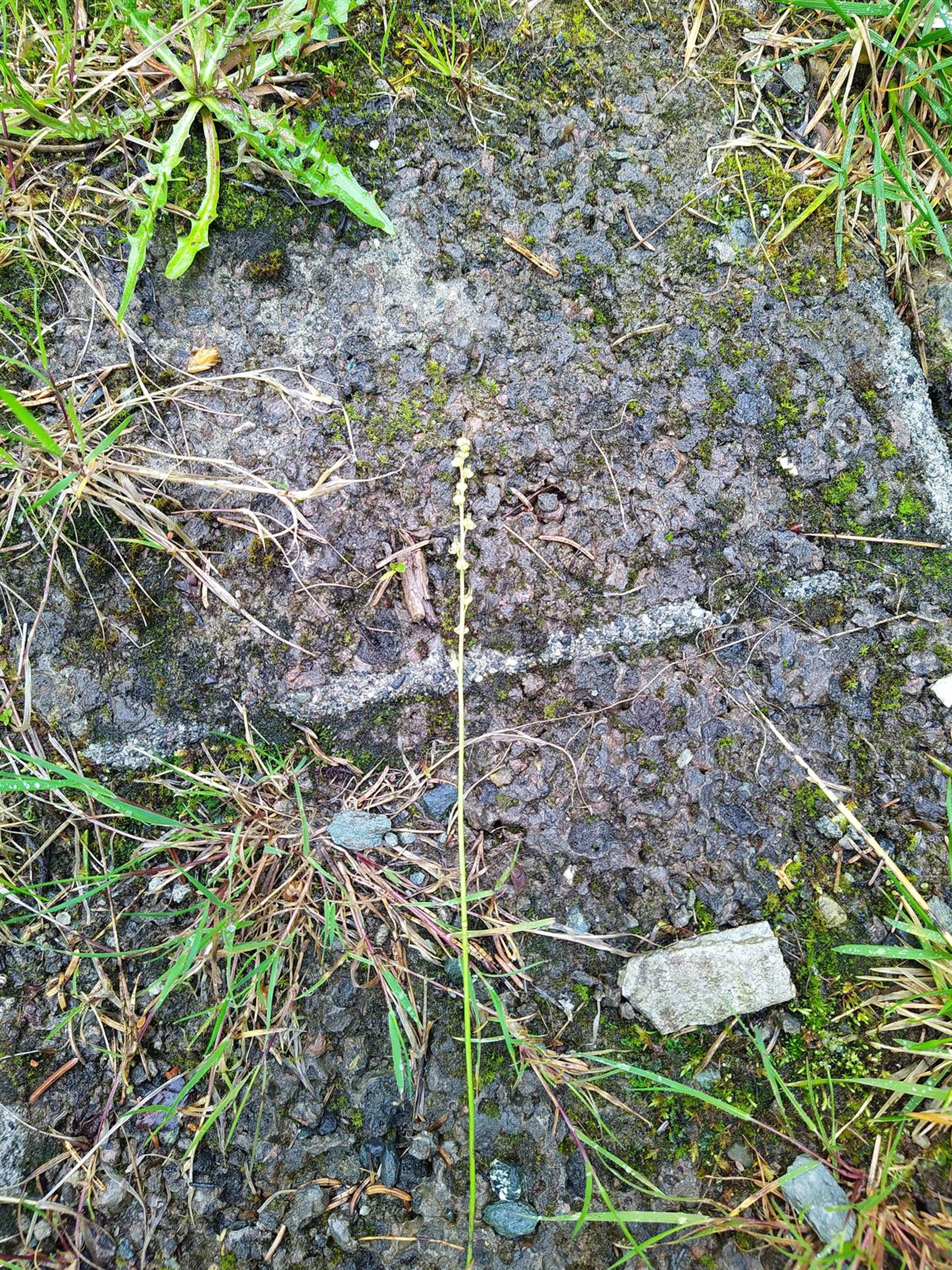 Triglochin palustris - 153