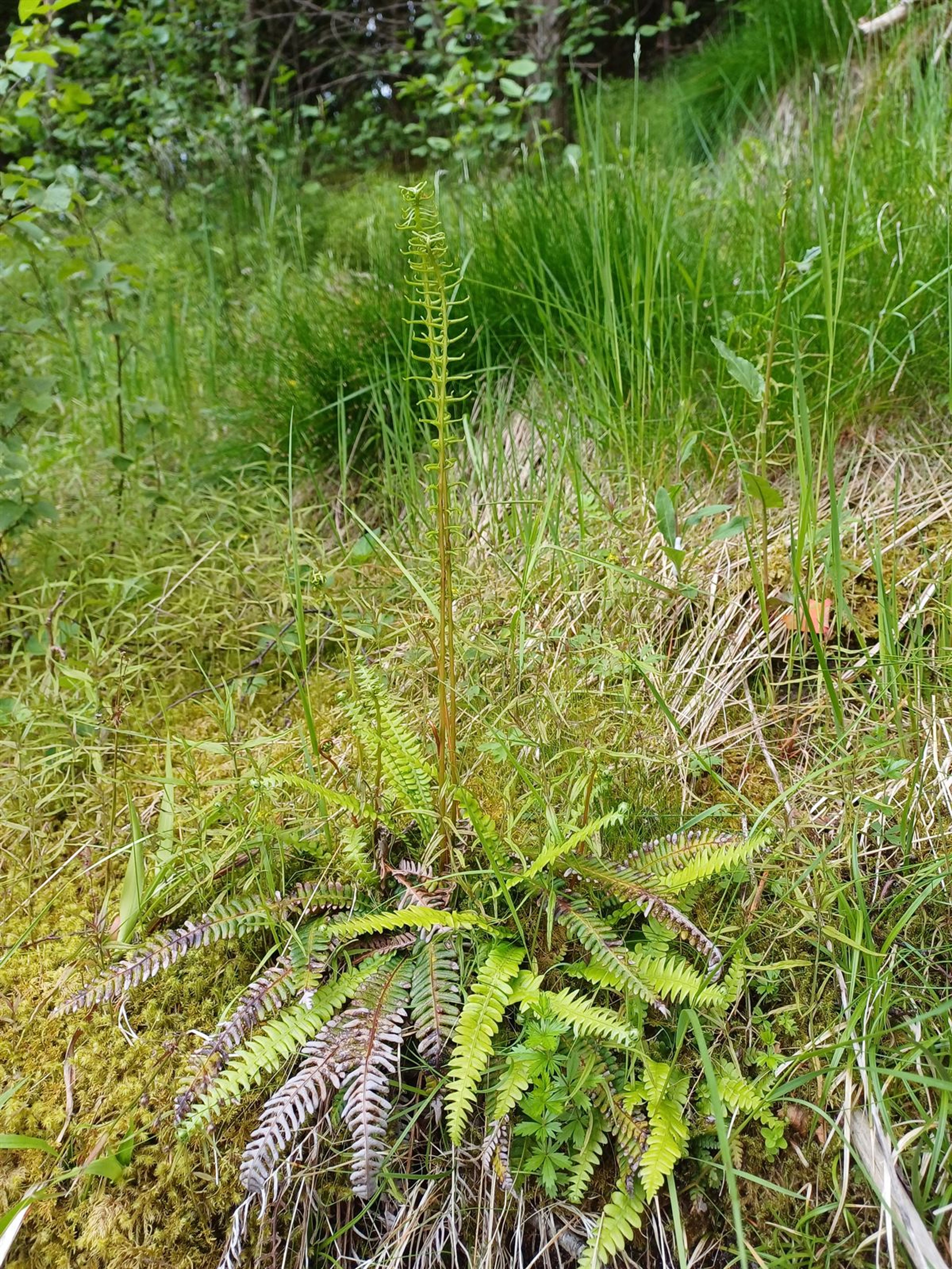 Blechnum spicant - 299