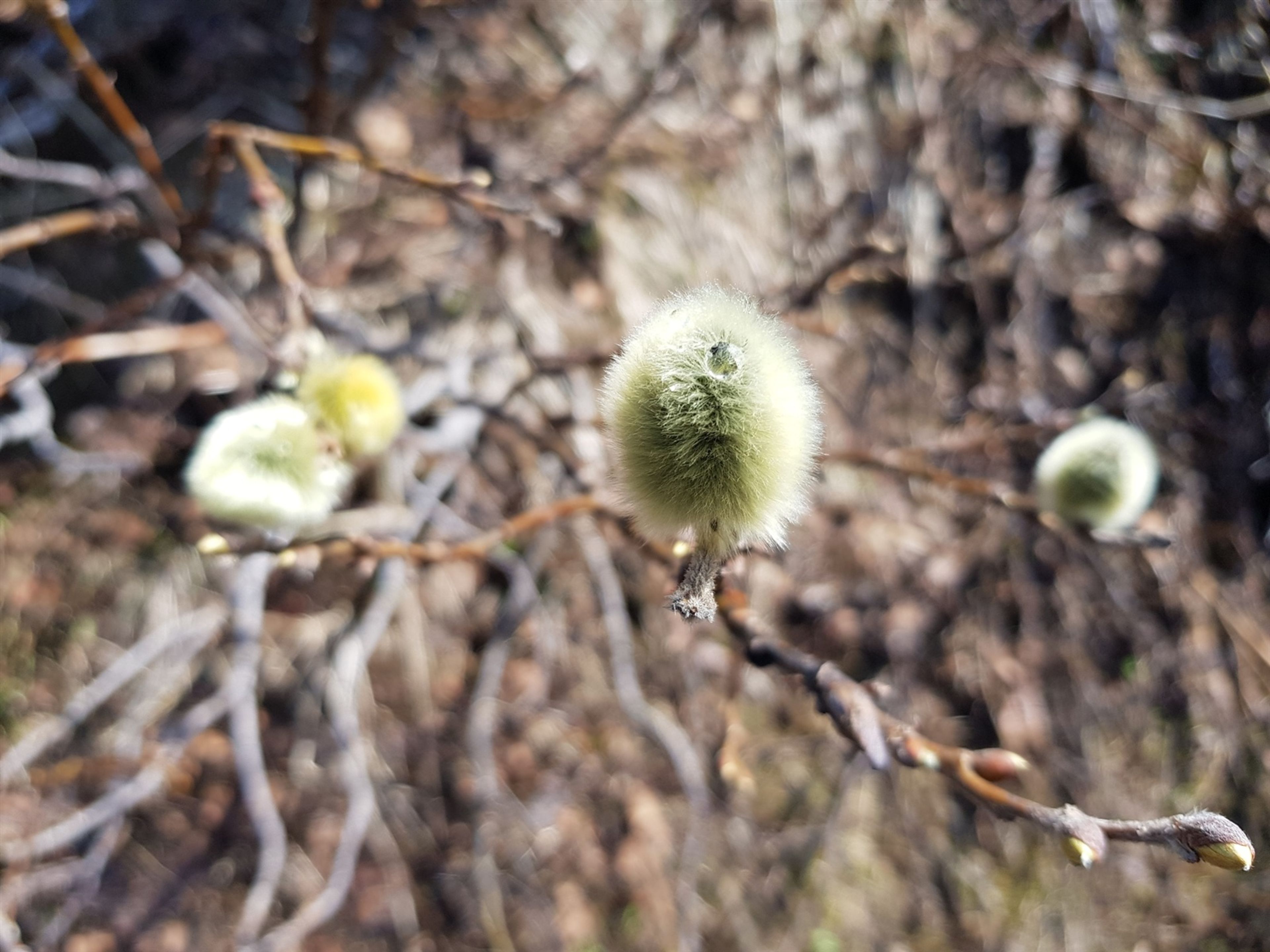 Salix lanata - 173