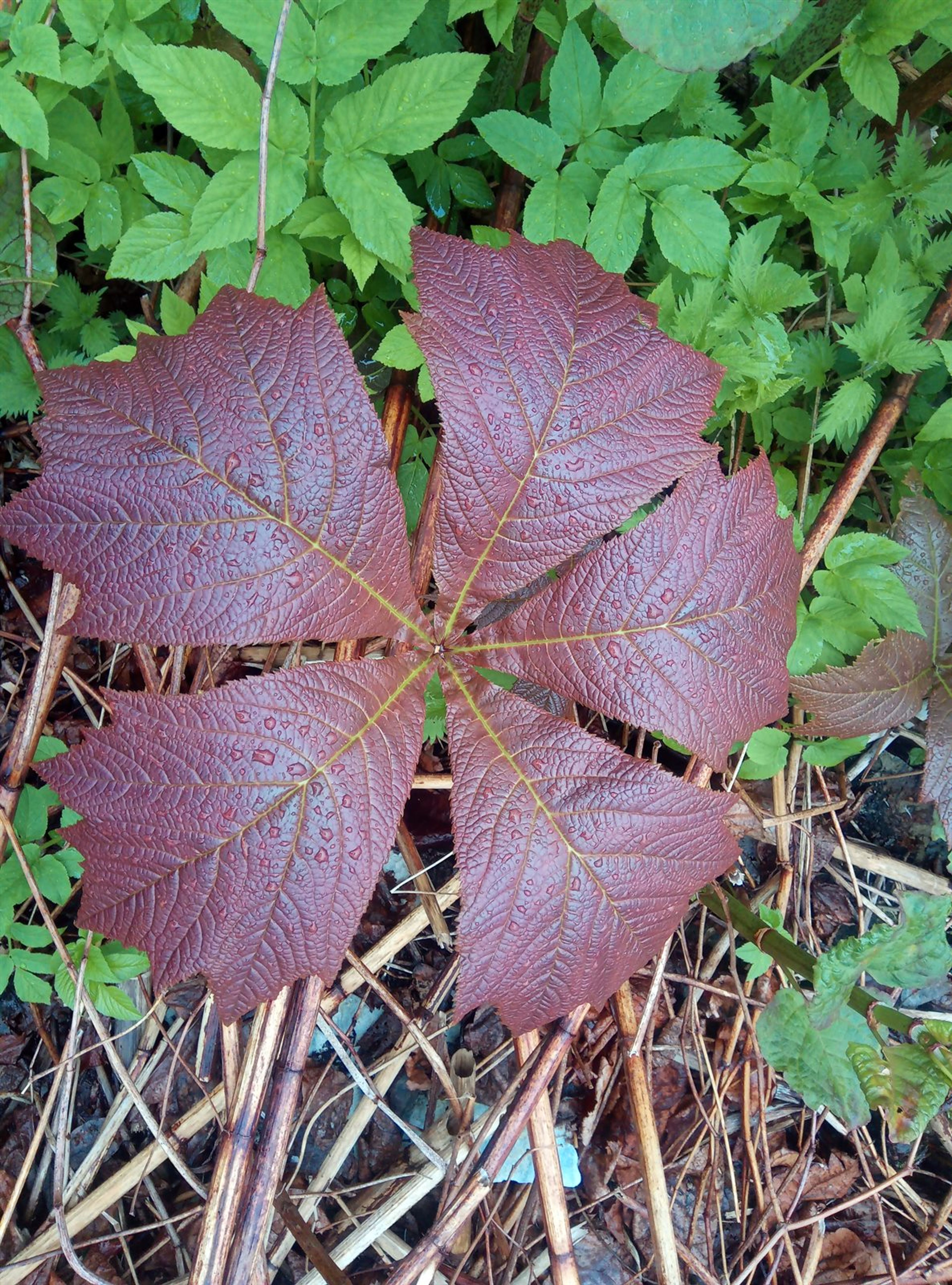 Rodgersia podophylla - 107