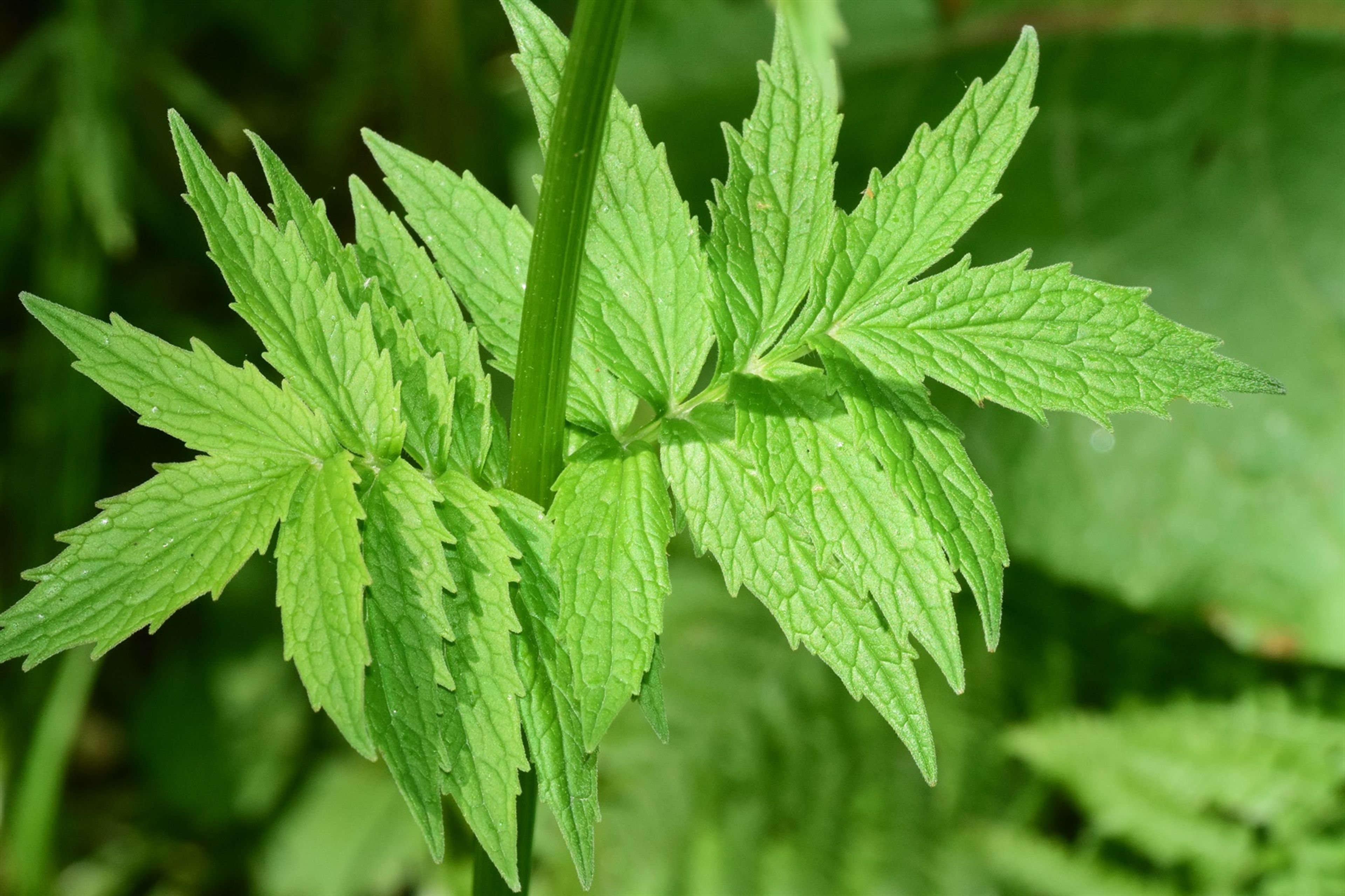 Valeriana sambucifolia - 113