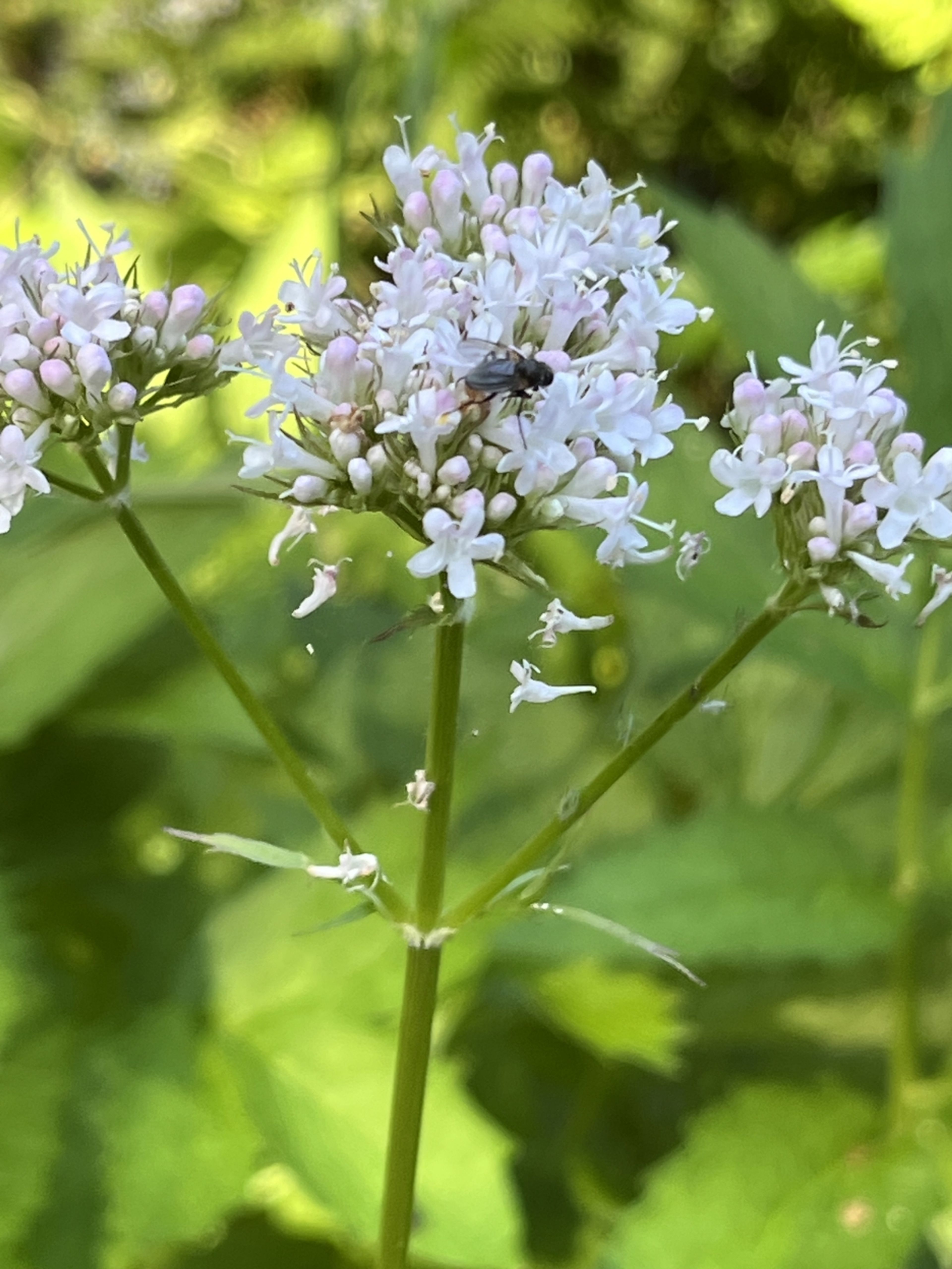 Valeriana sambucifolia - 94