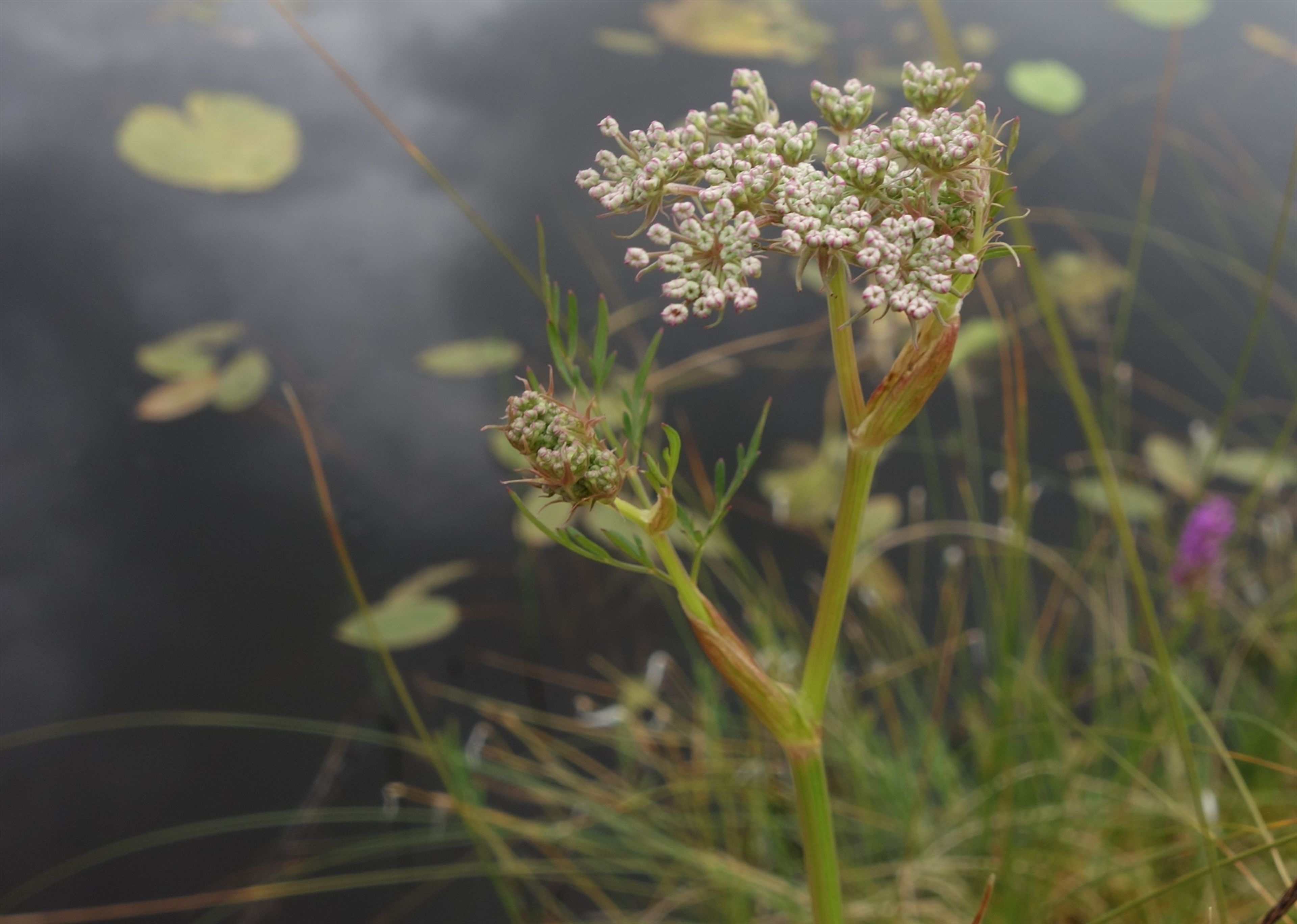 Peucedanum palustre - 53