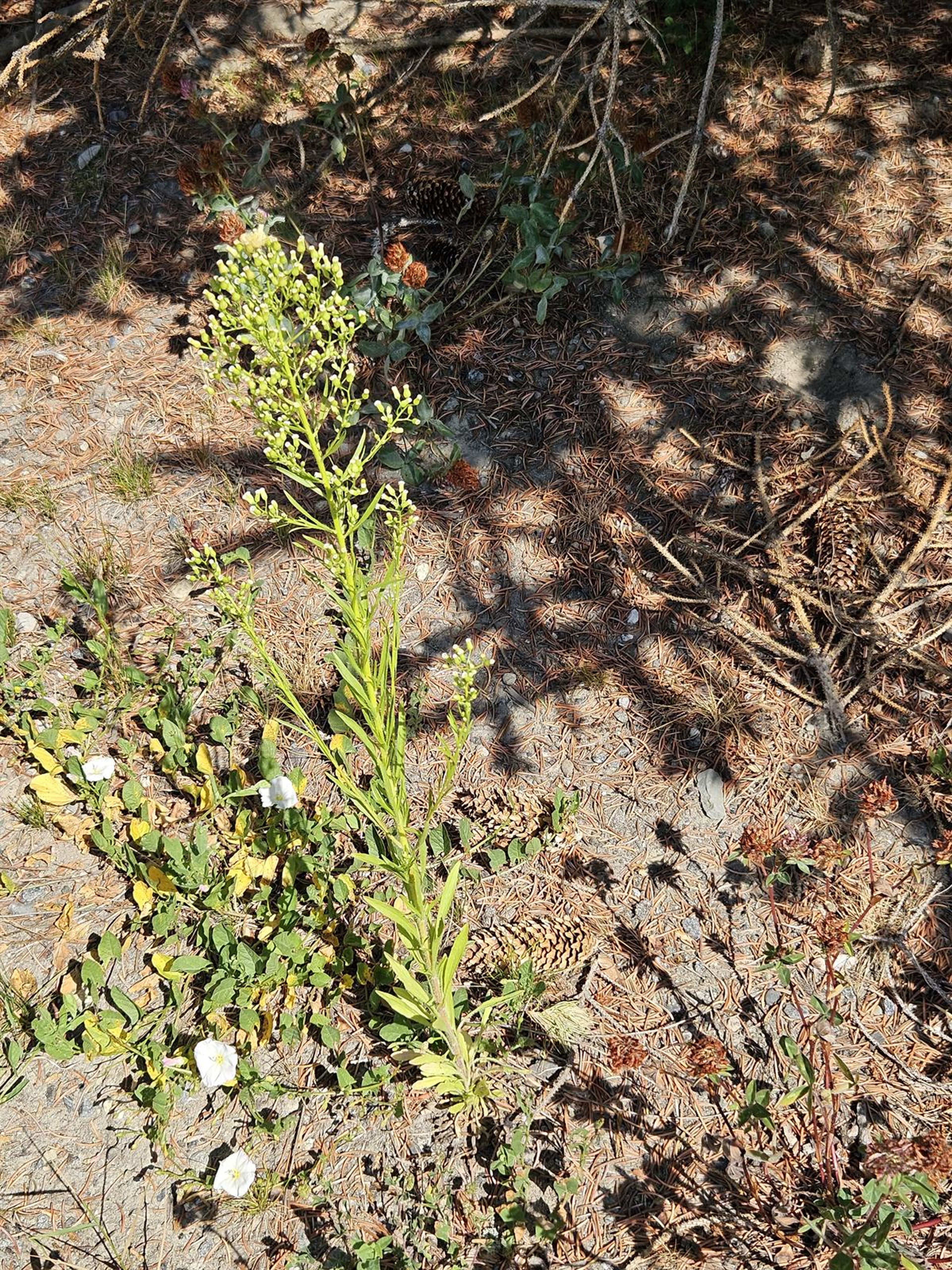 Conyza canadensis - 118