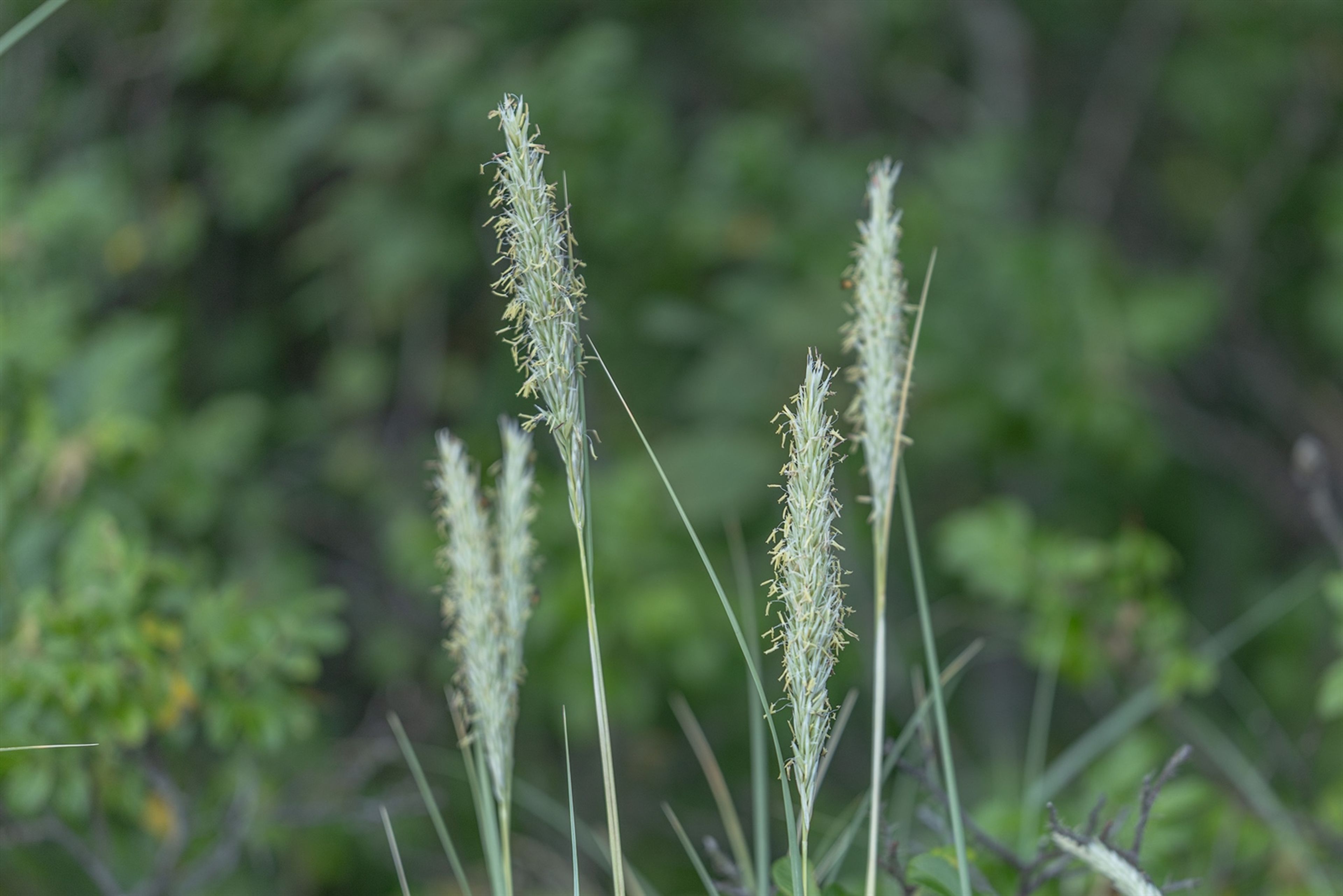 Ammophila arenaria - 176