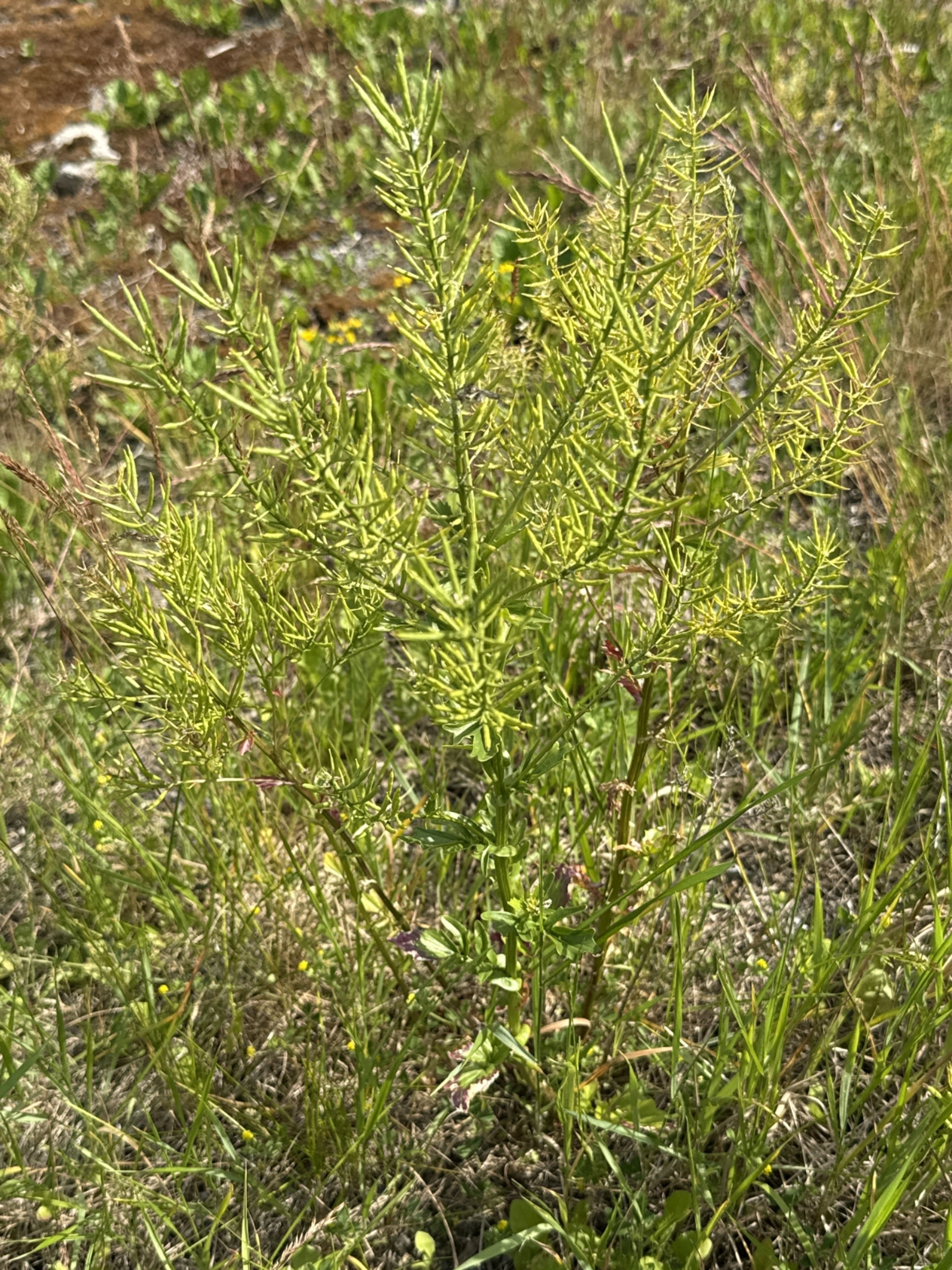 Barbarea vulgaris - 20