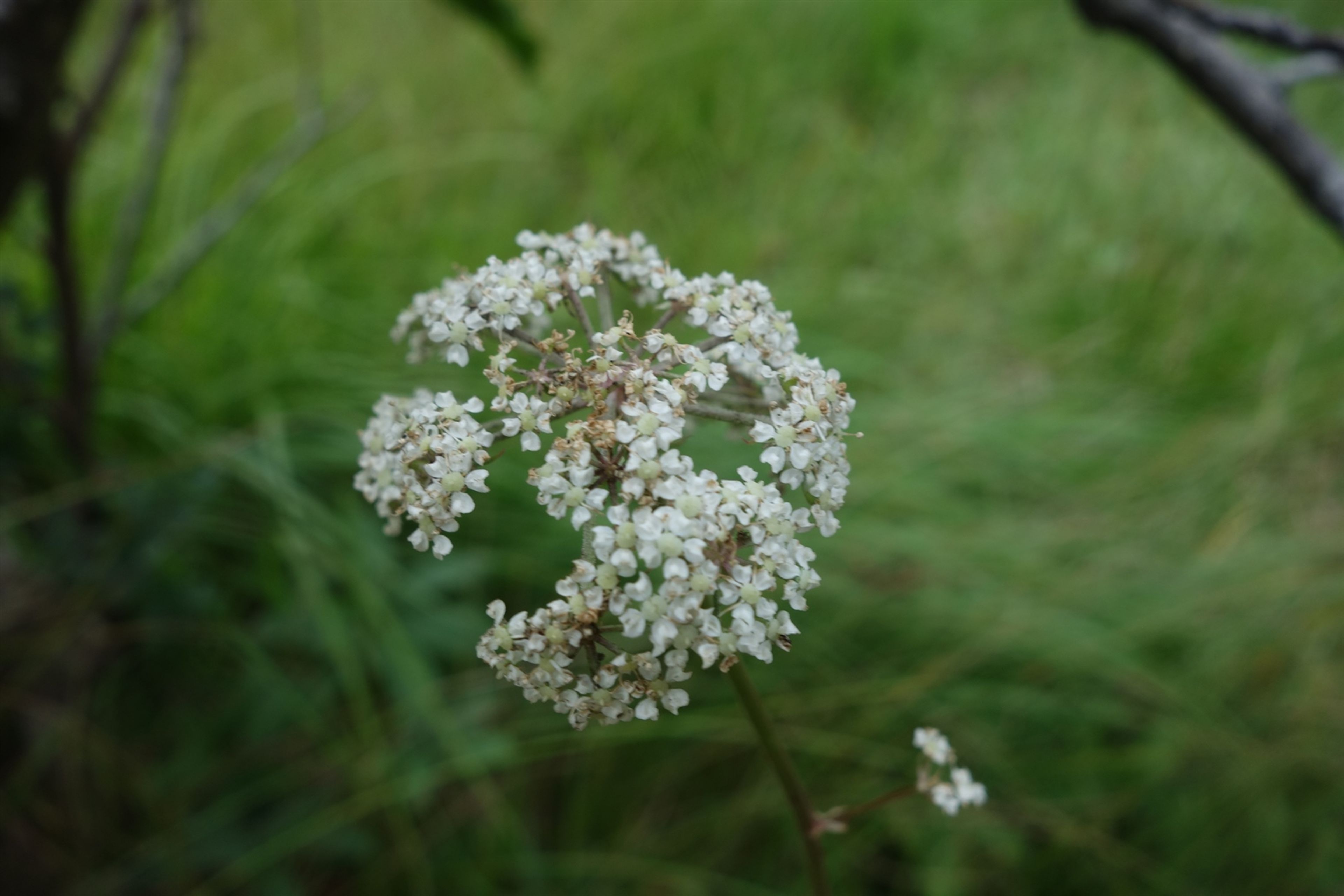 Peucedanum palustre - 109