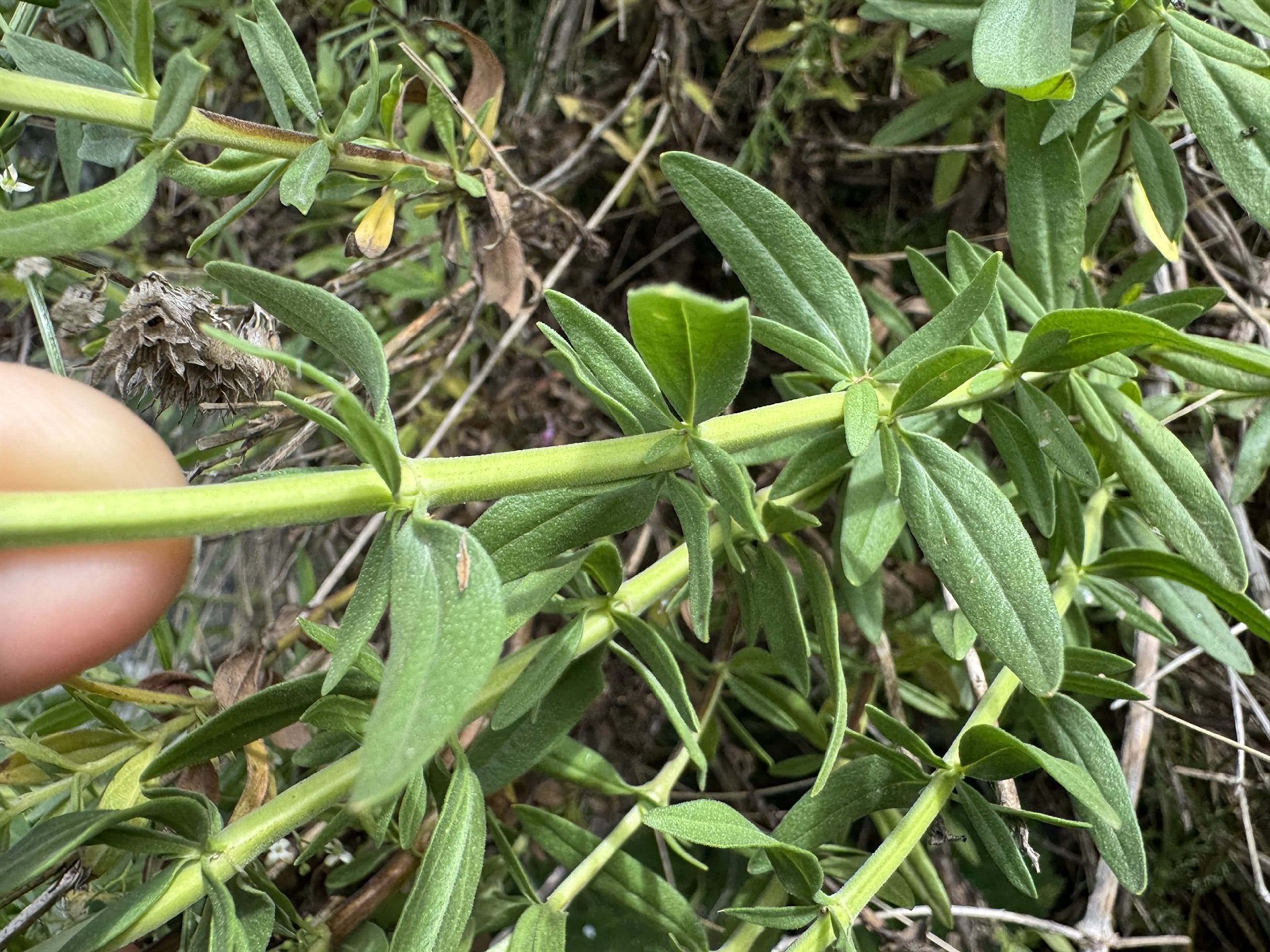 Hyssopus officinalis - 90
