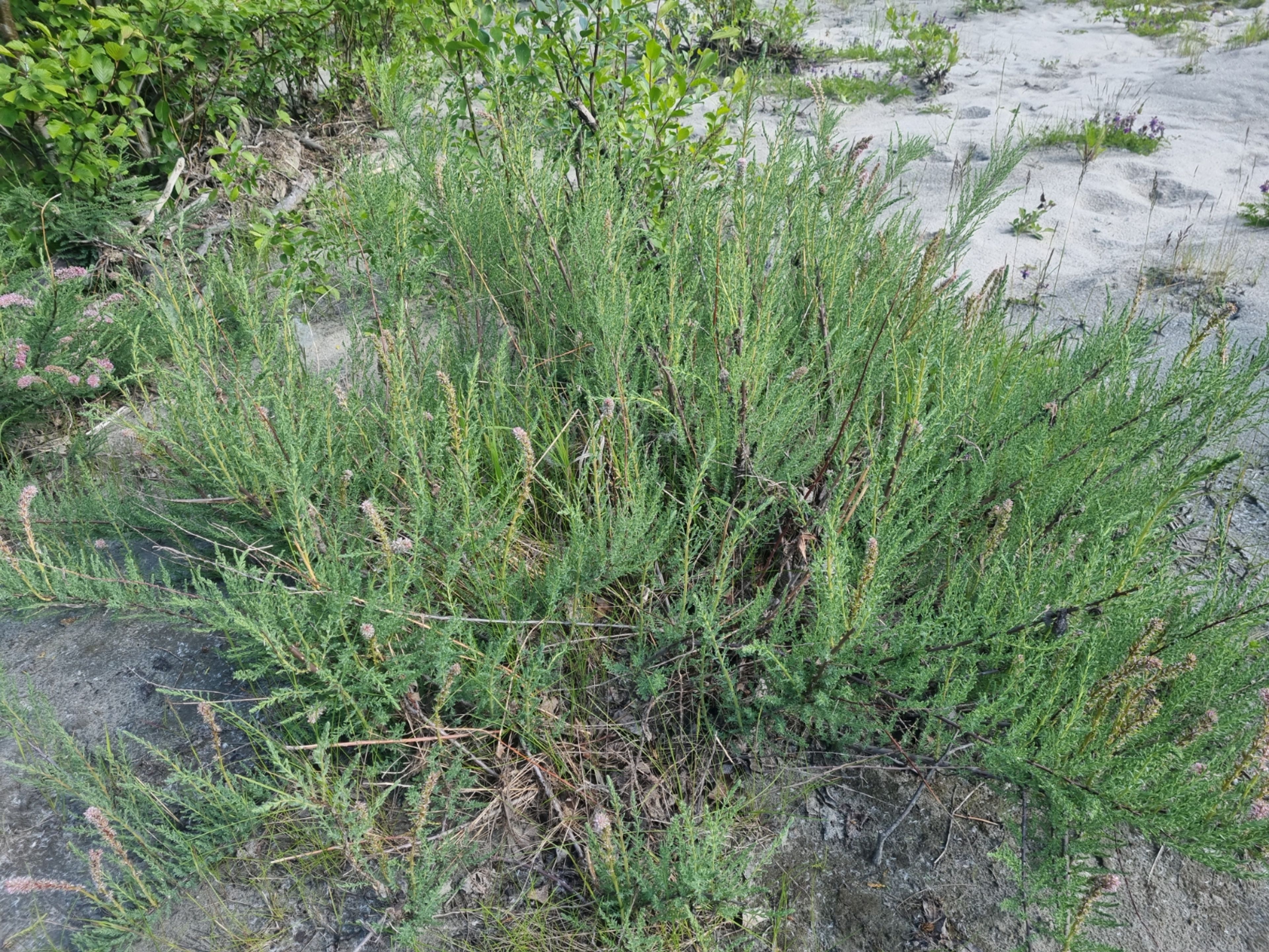 Myricaria germanica - 64