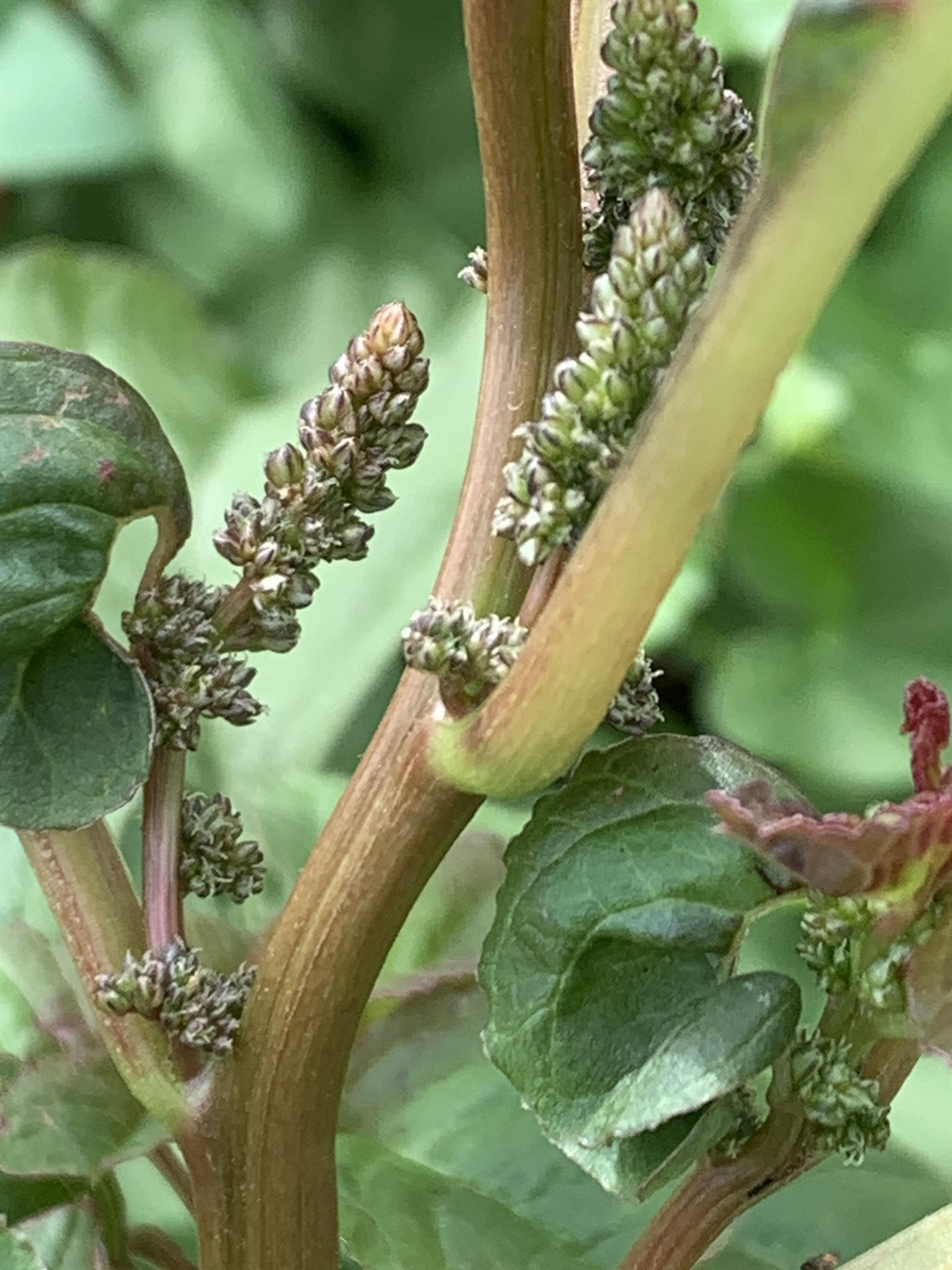 Amaranthus powellii - 175