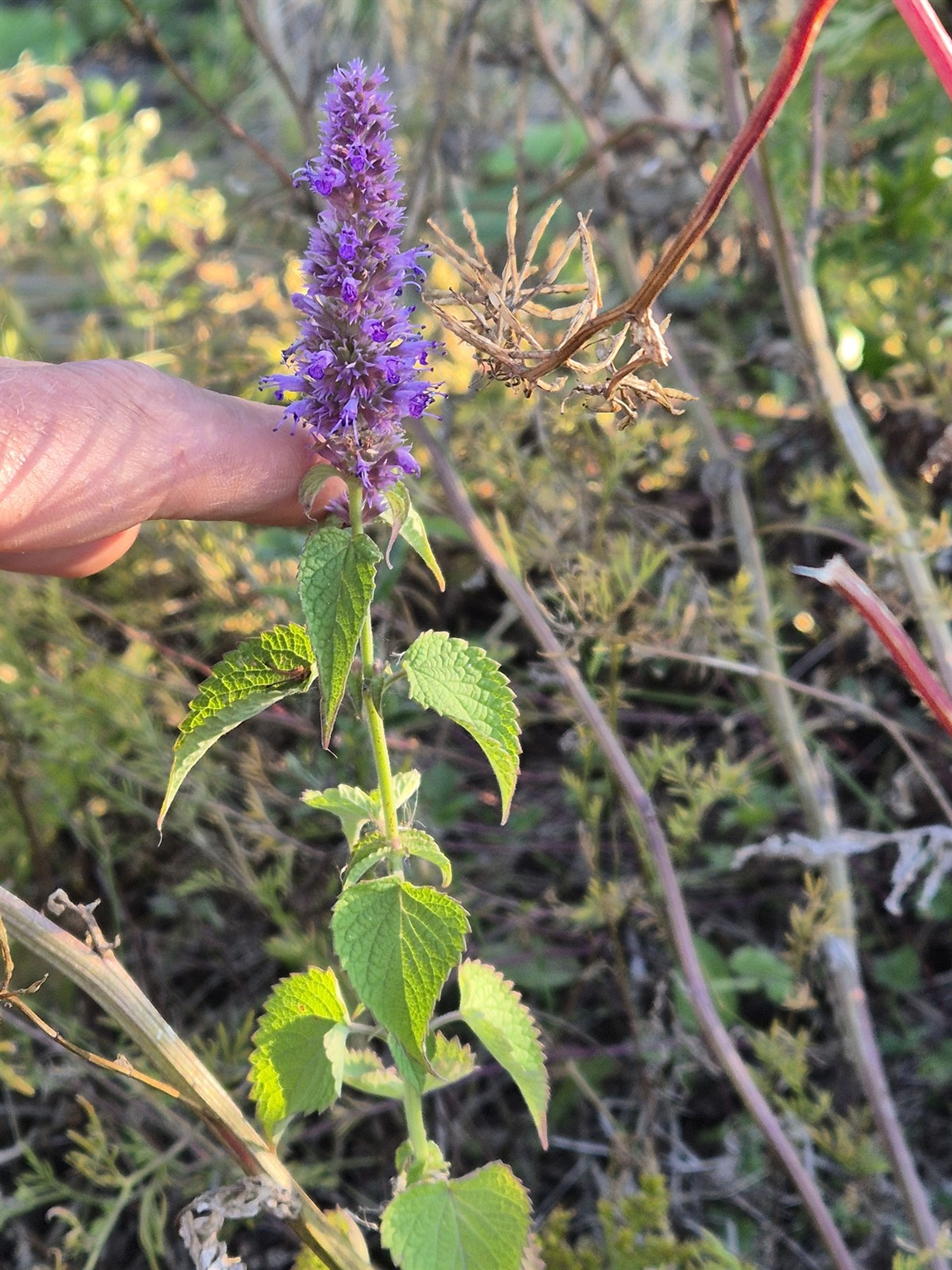 Agastache rugosa - 62