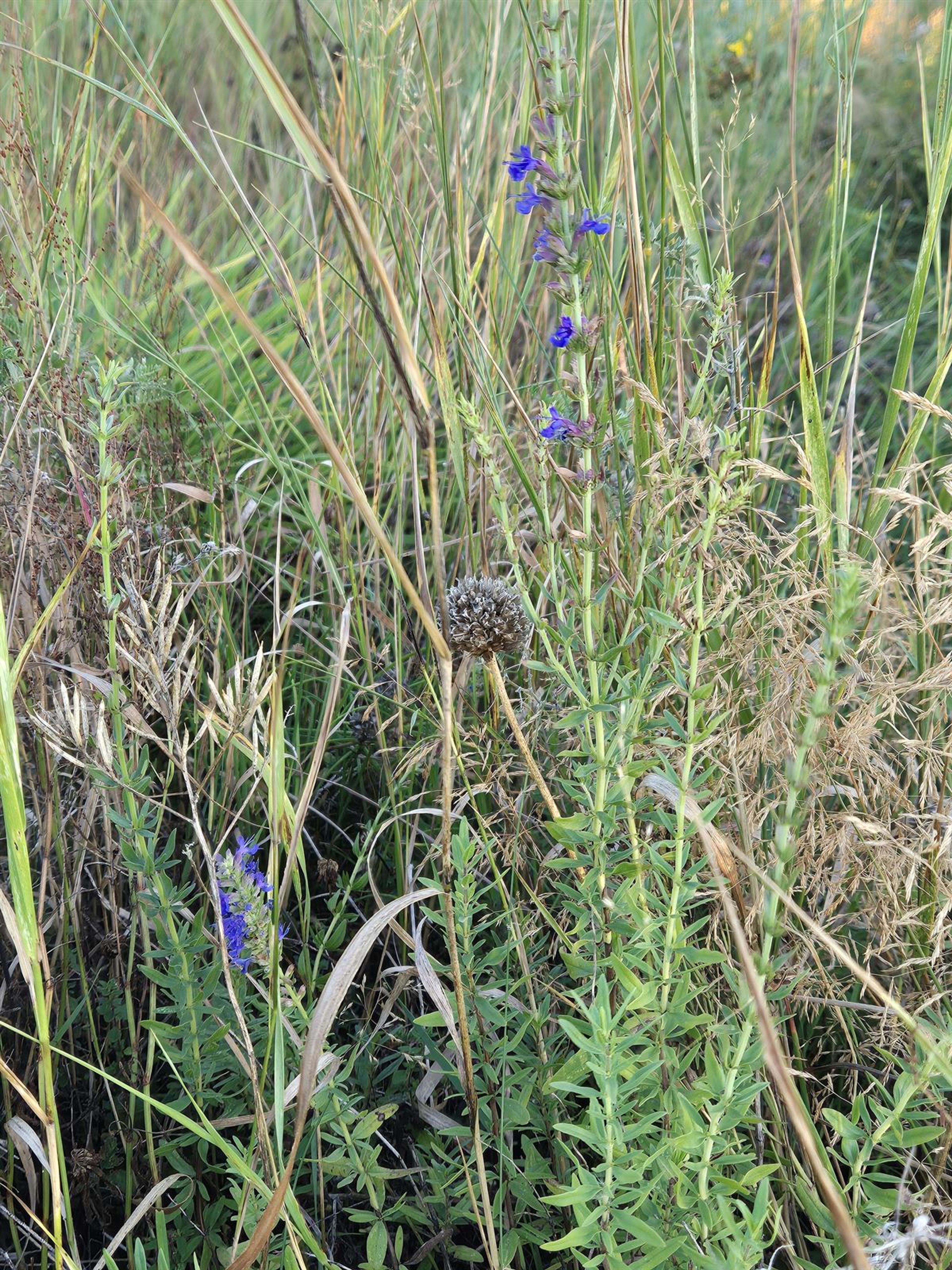 Hyssopus officinalis - 48