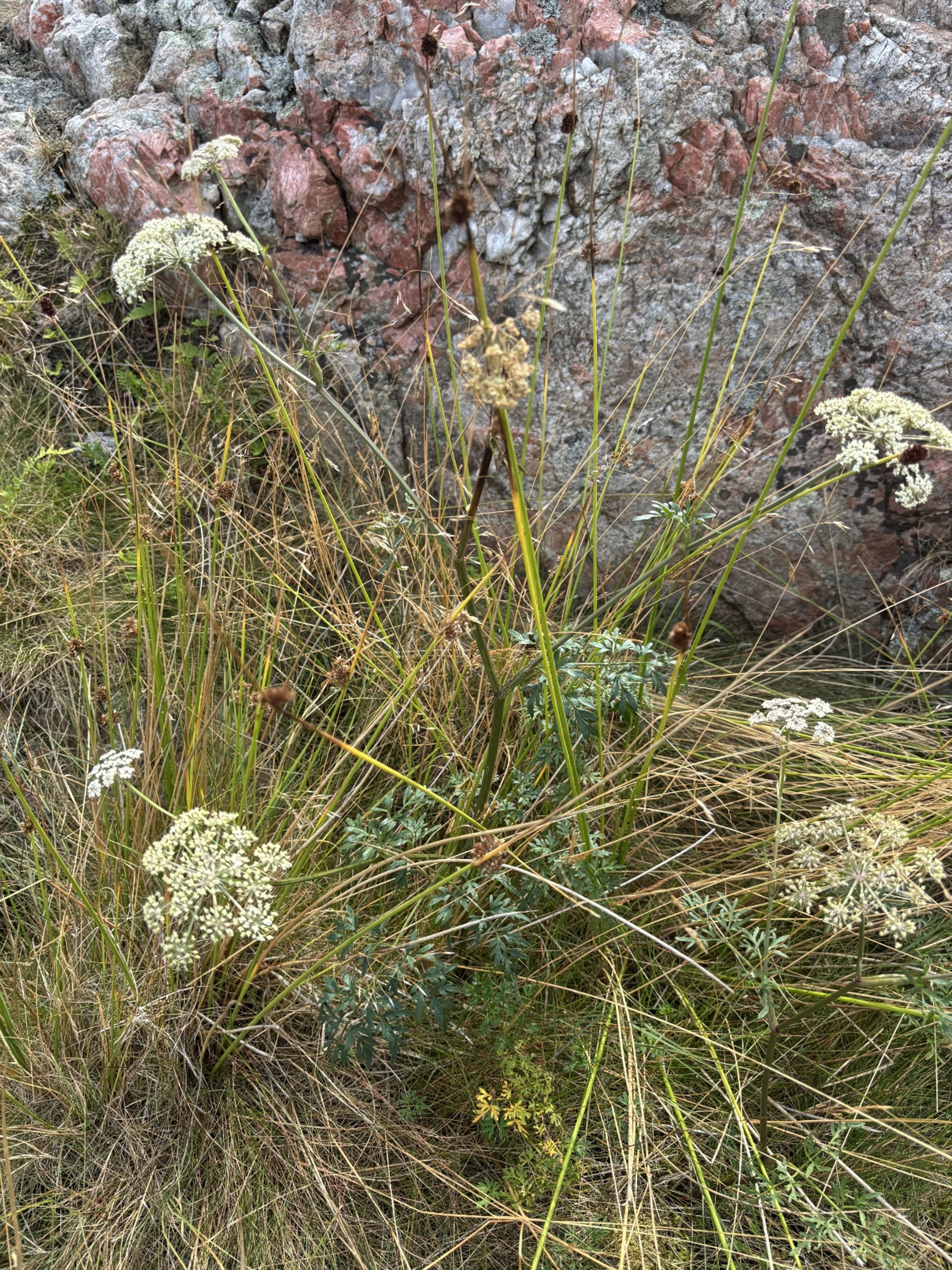 Peucedanum palustre - 75