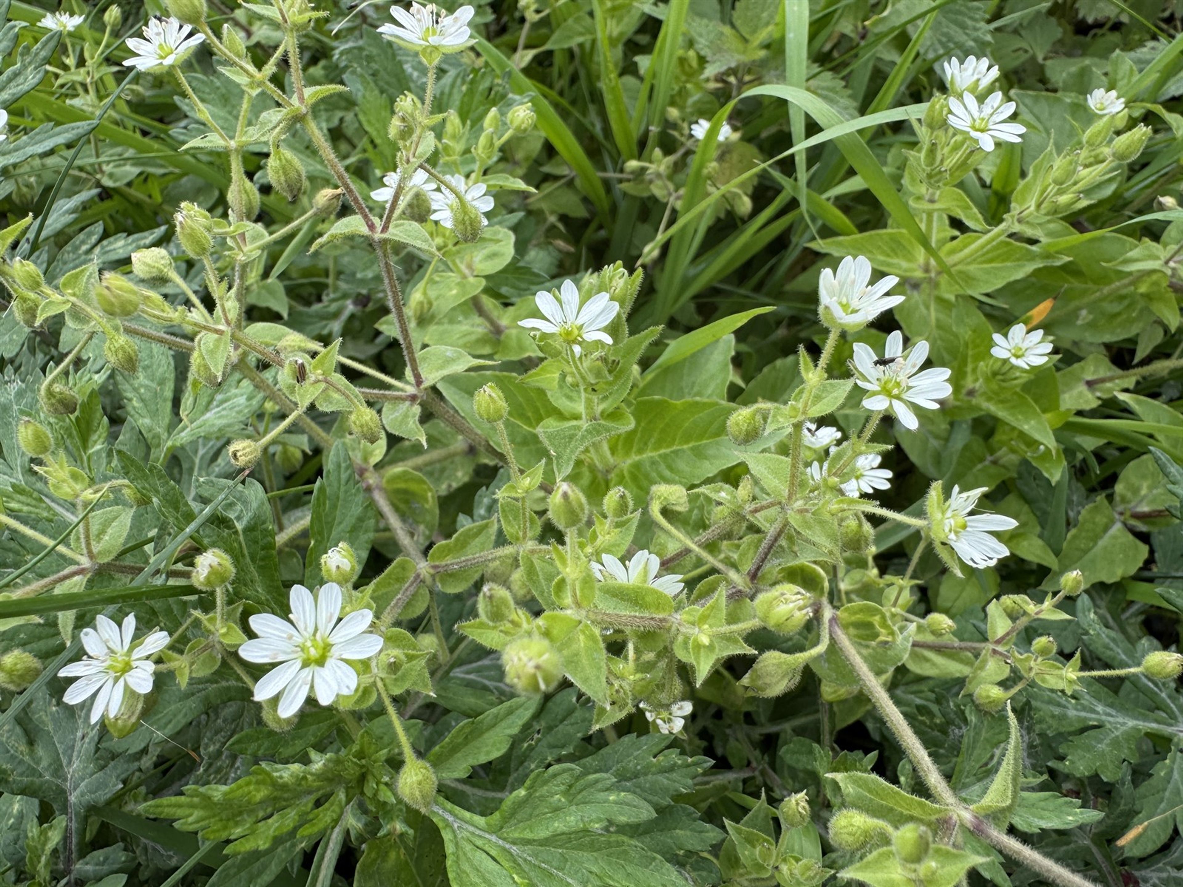 Myosoton aquaticum - 107