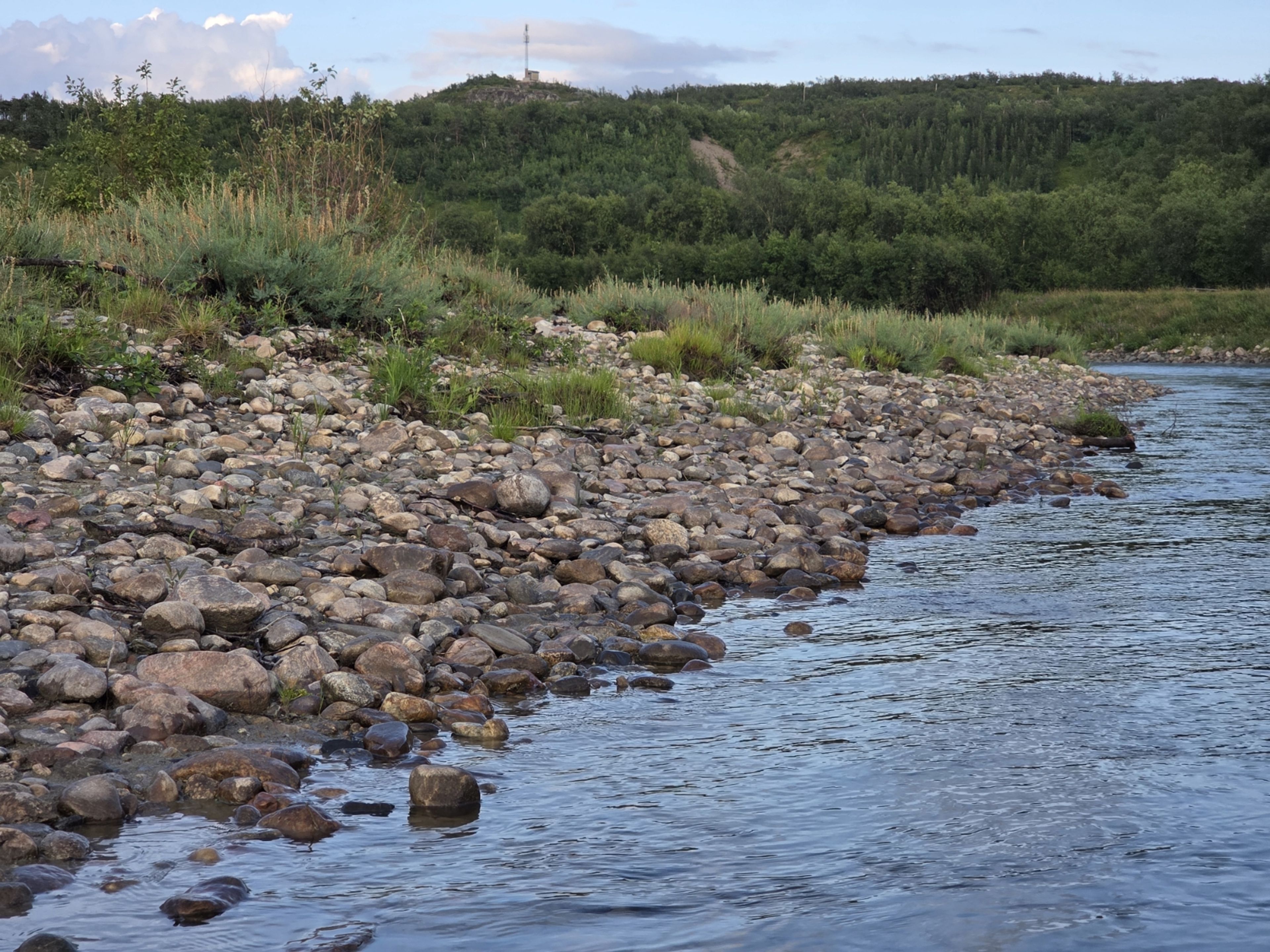 Myricaria germanica - 109
