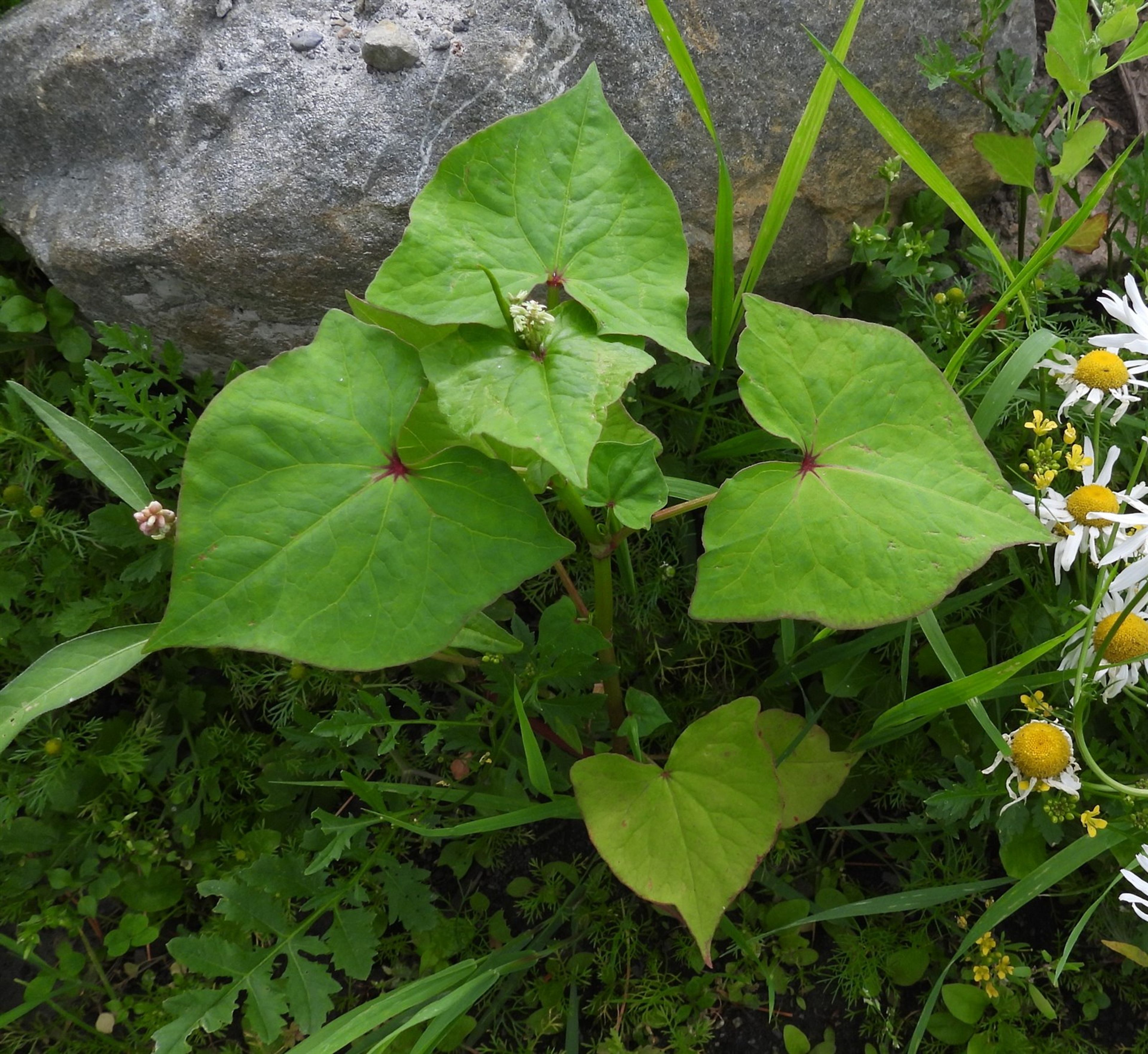 Fagopyrum tataricum - 38