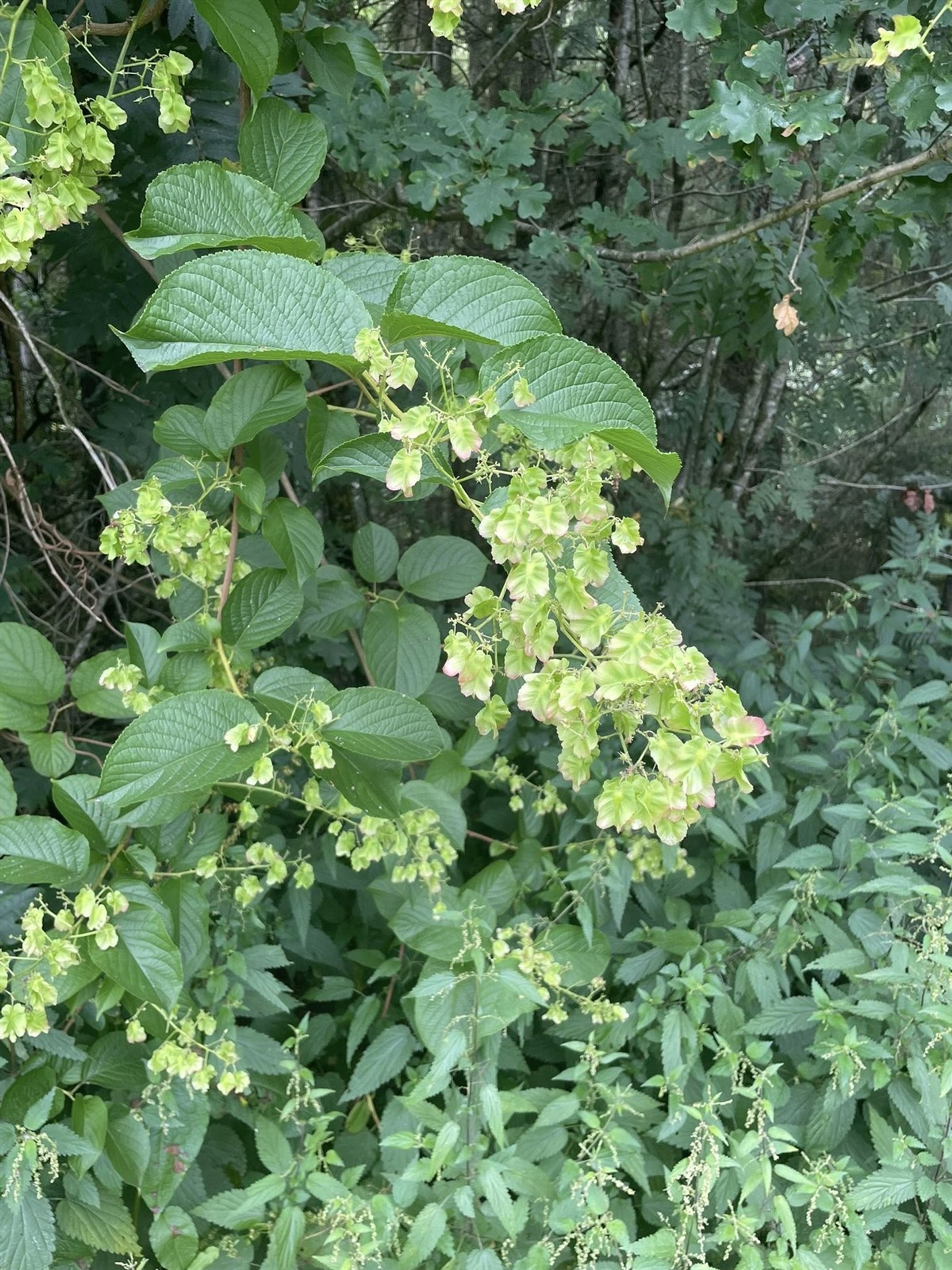 Tripterygium wilfordii - 200
