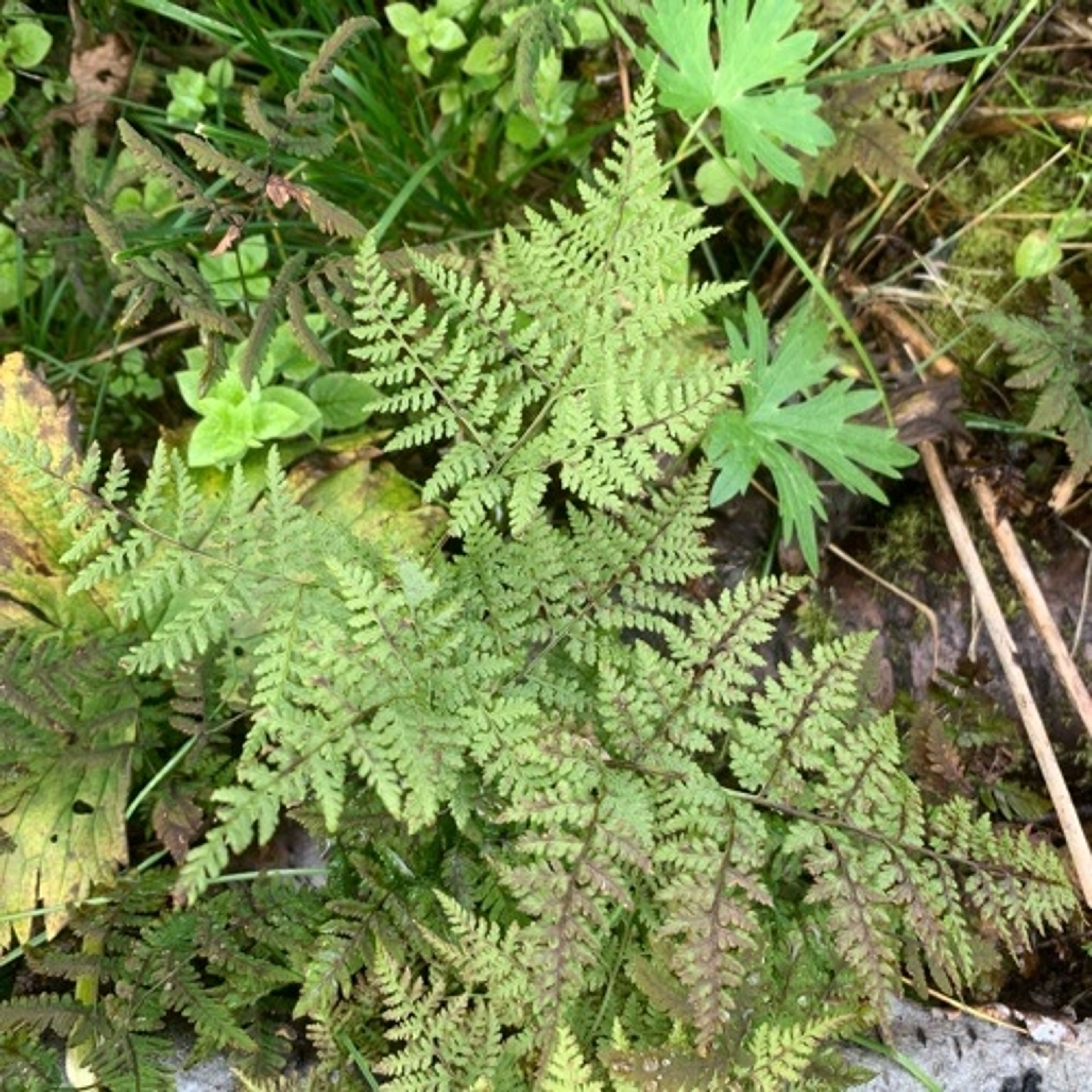 Cystopteris montana - 50