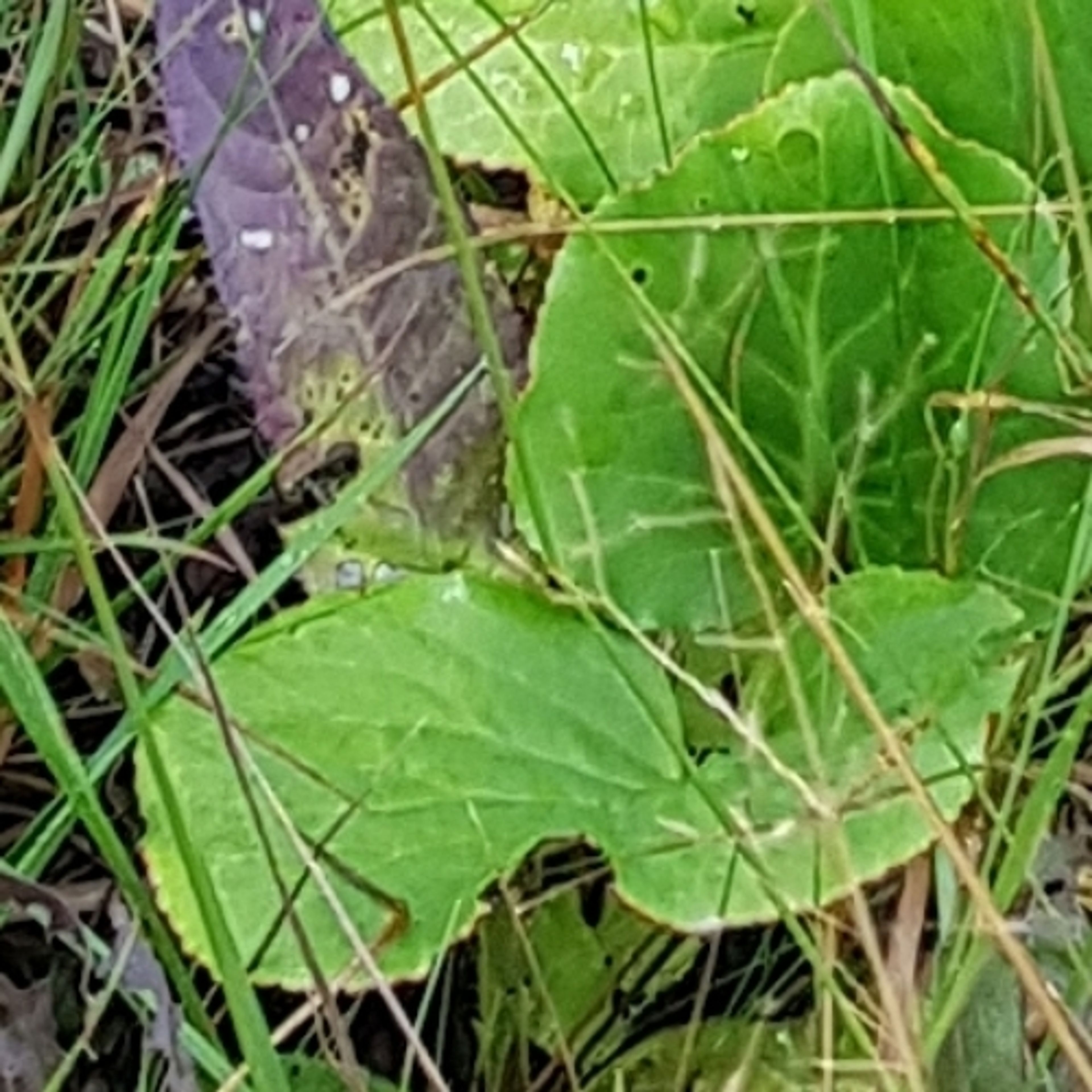 Bergenia cordifolia - 17