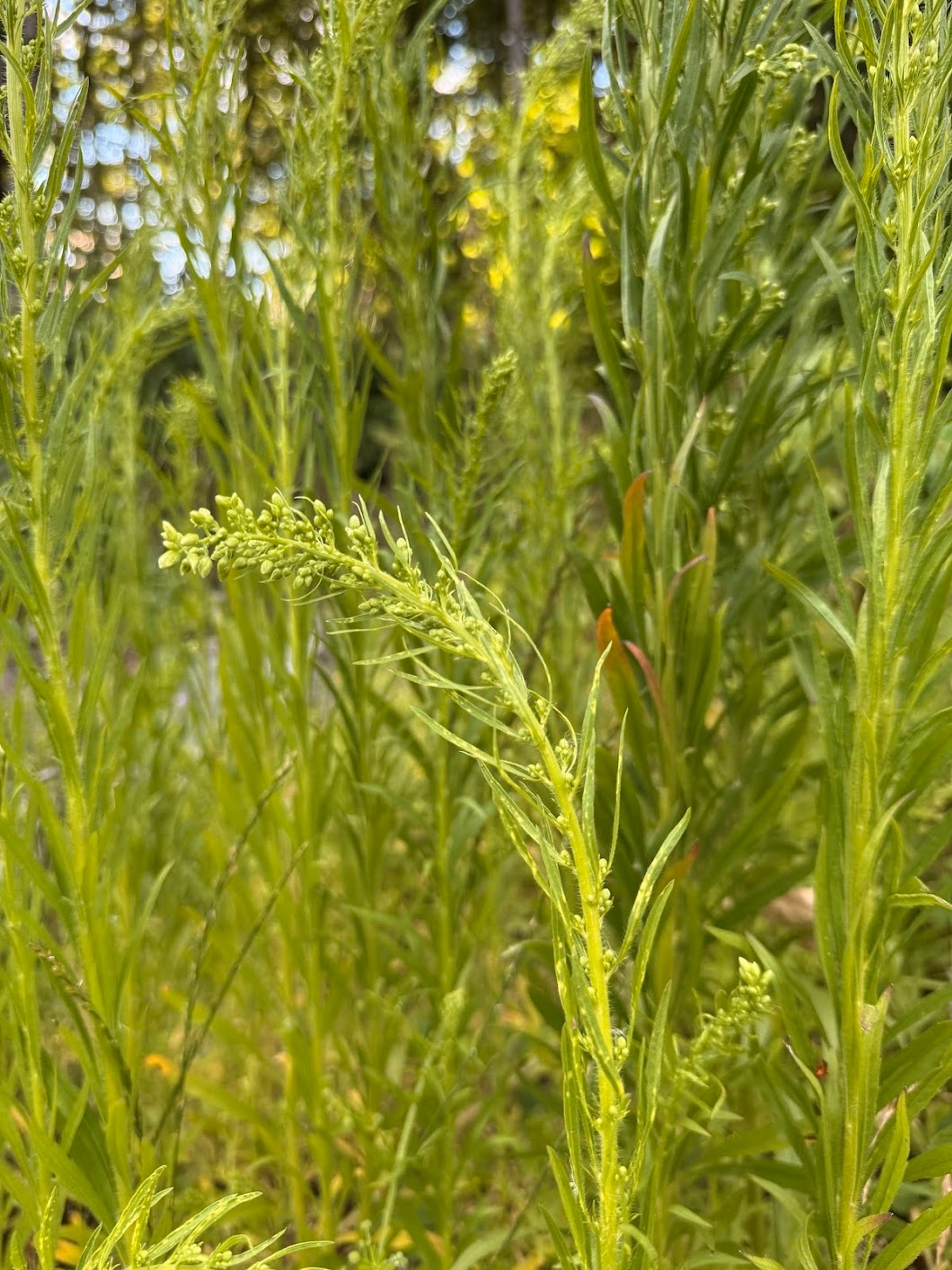 Conyza canadensis - 15