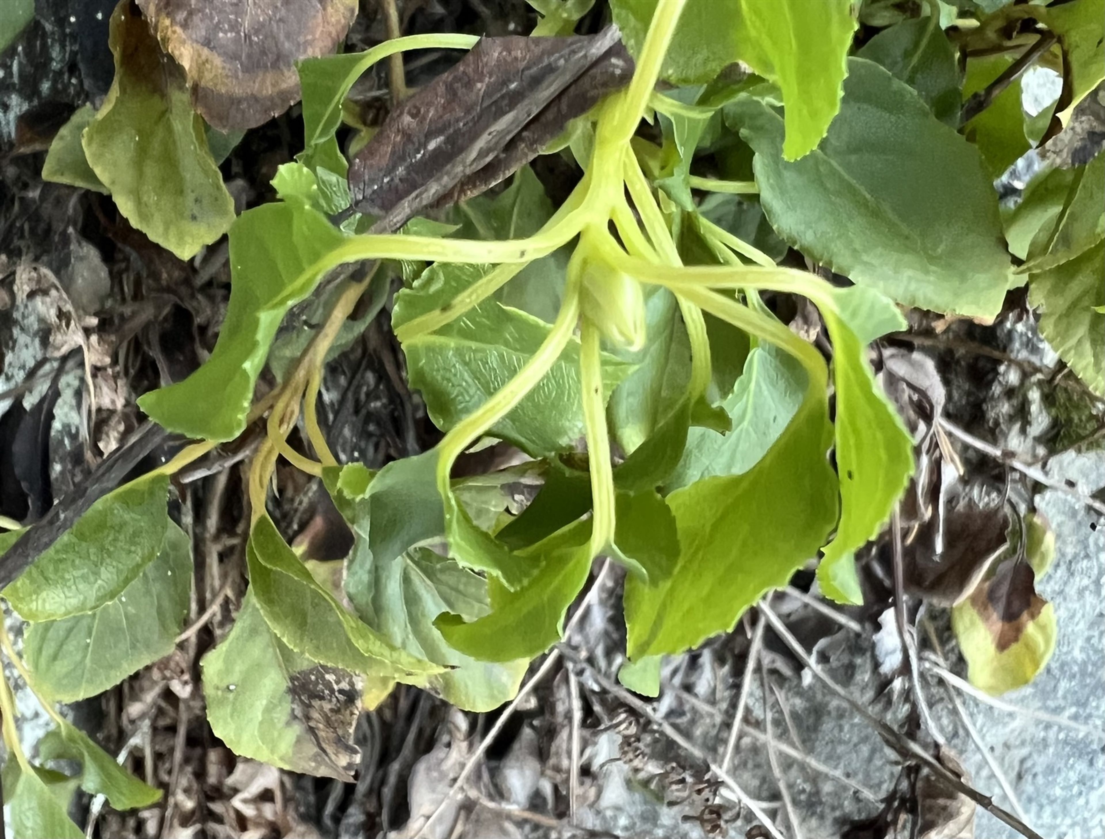 Orthilia secunda - 198