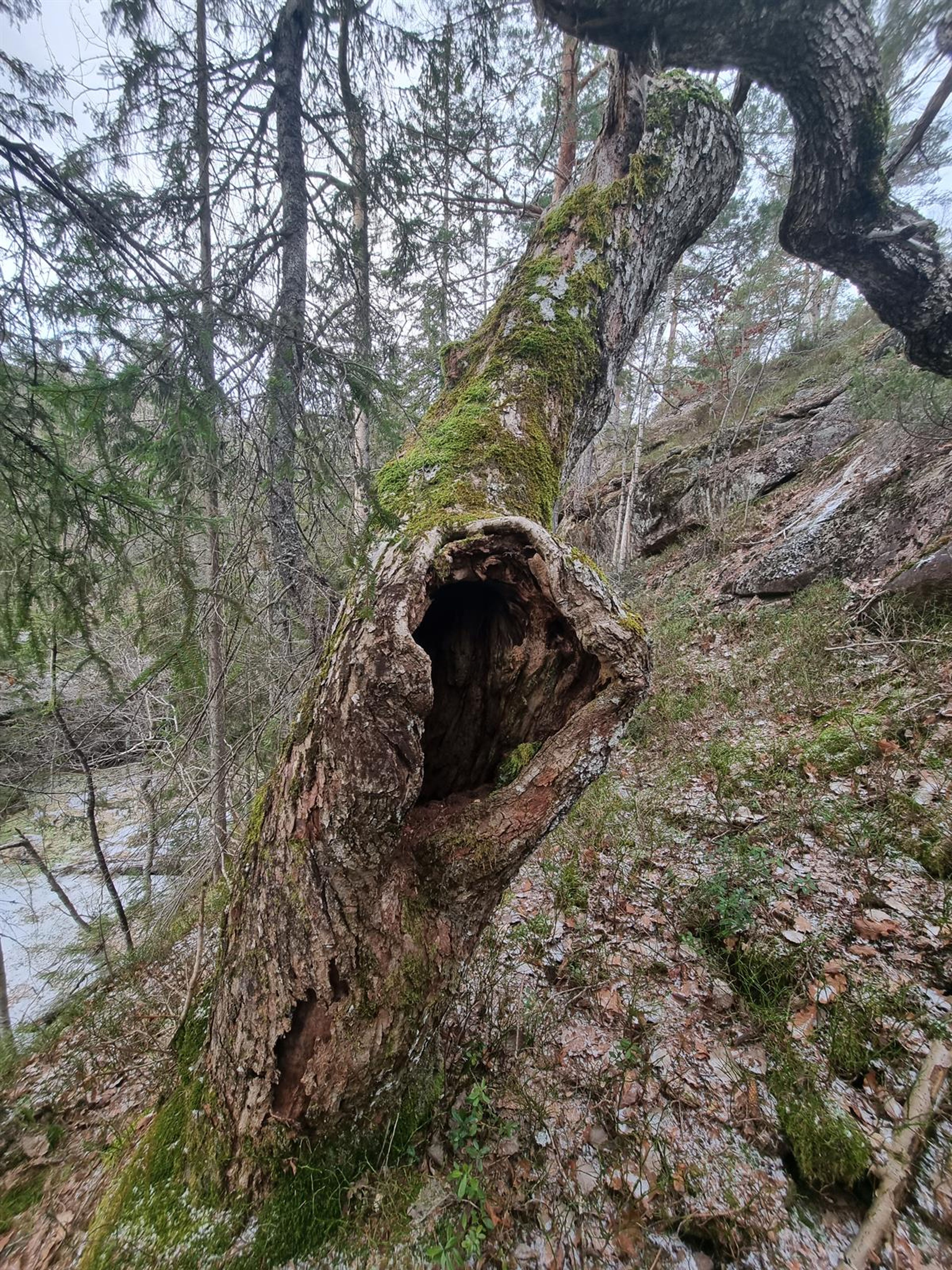 Quercus petraea - 15