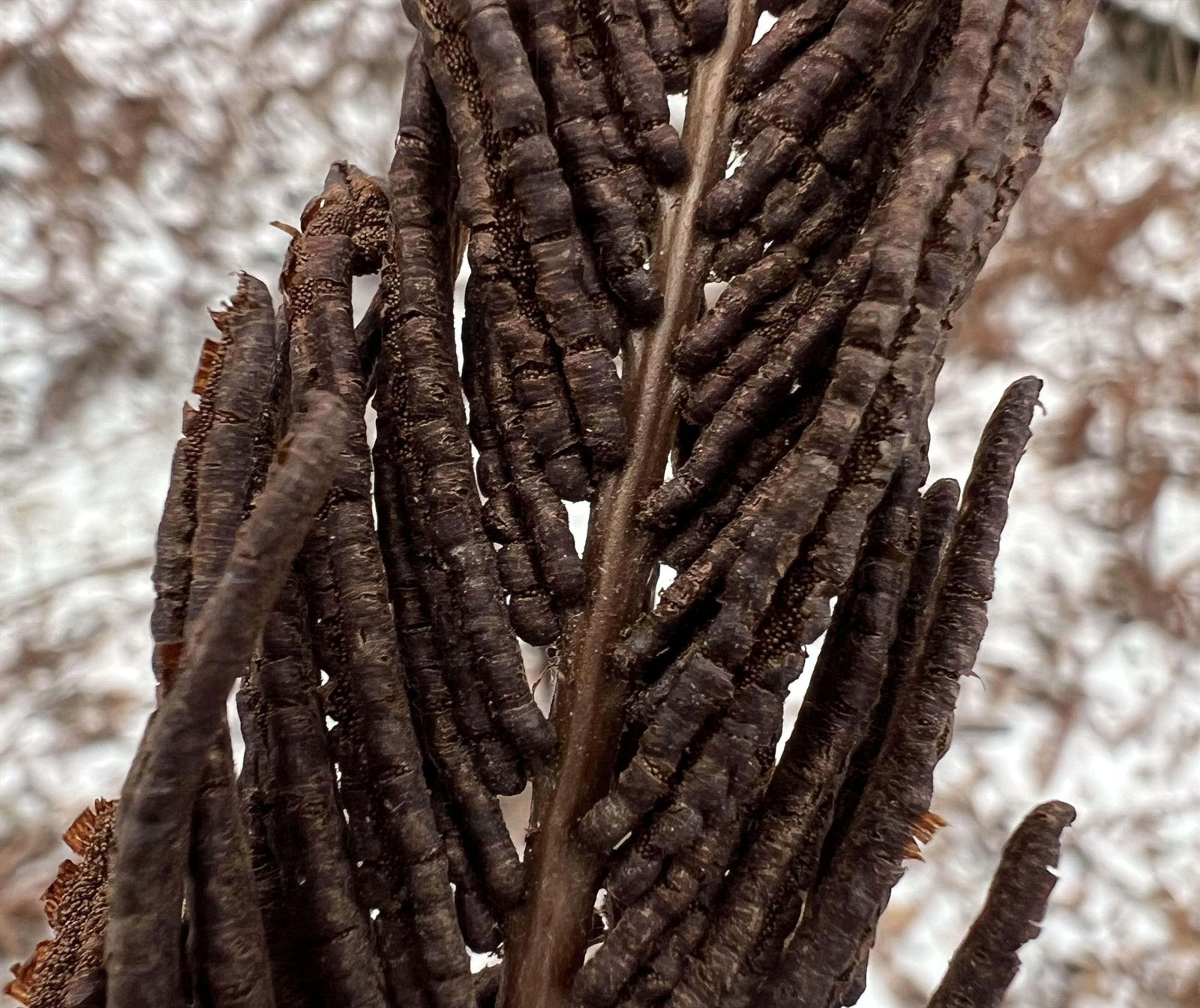 Matteuccia struthiopteris - 95