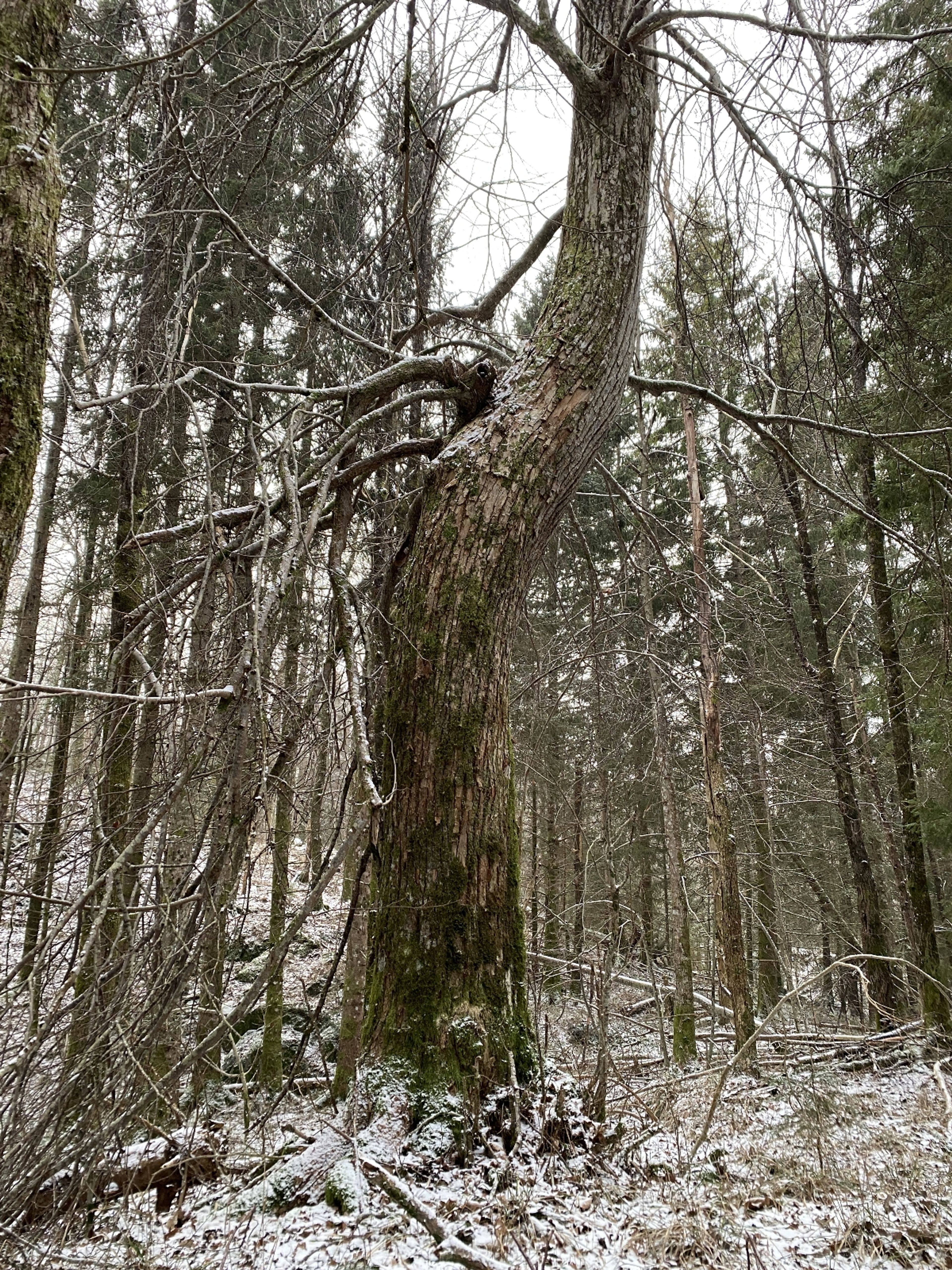 Tilia cordata - 1239