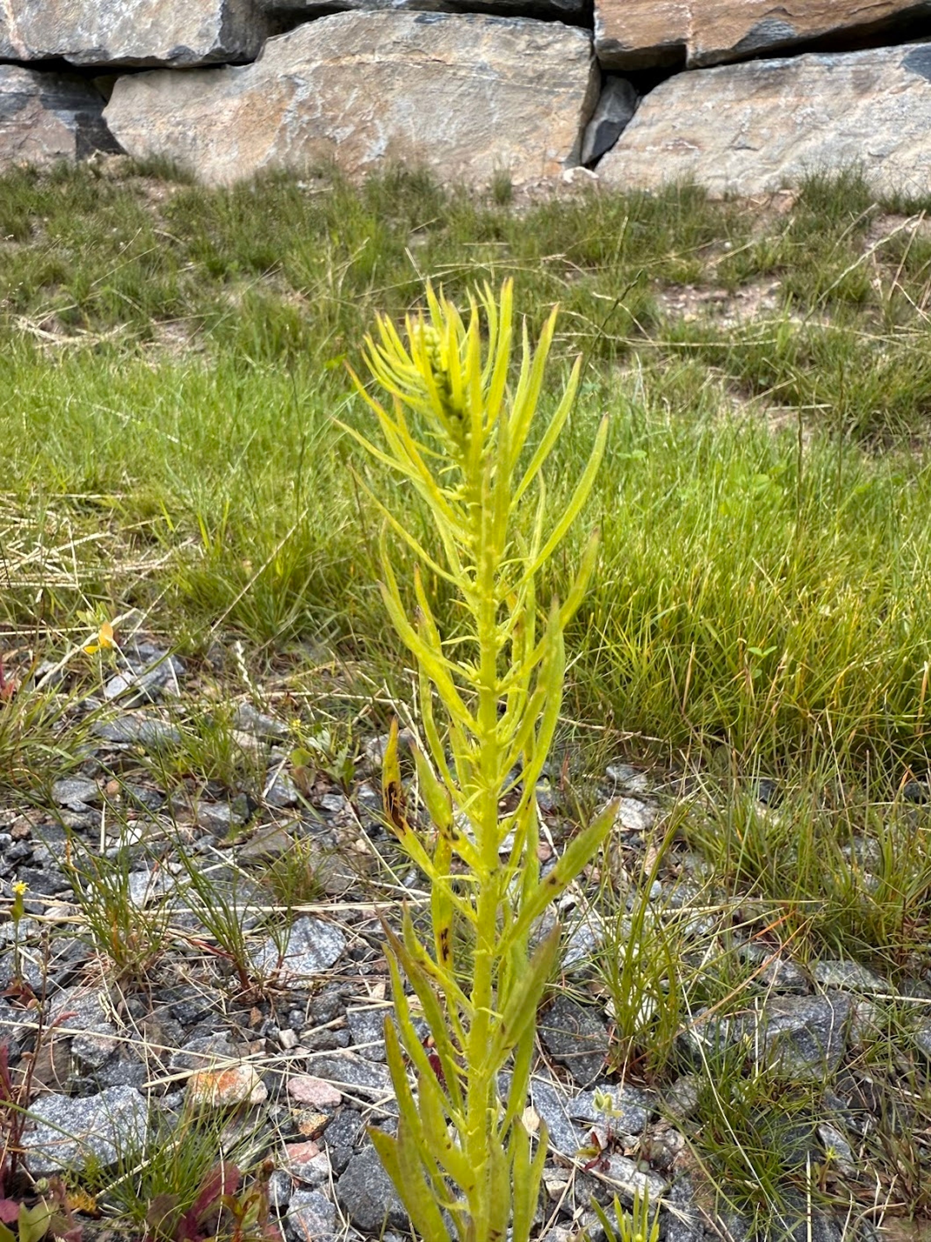 Conyza canadensis - 91