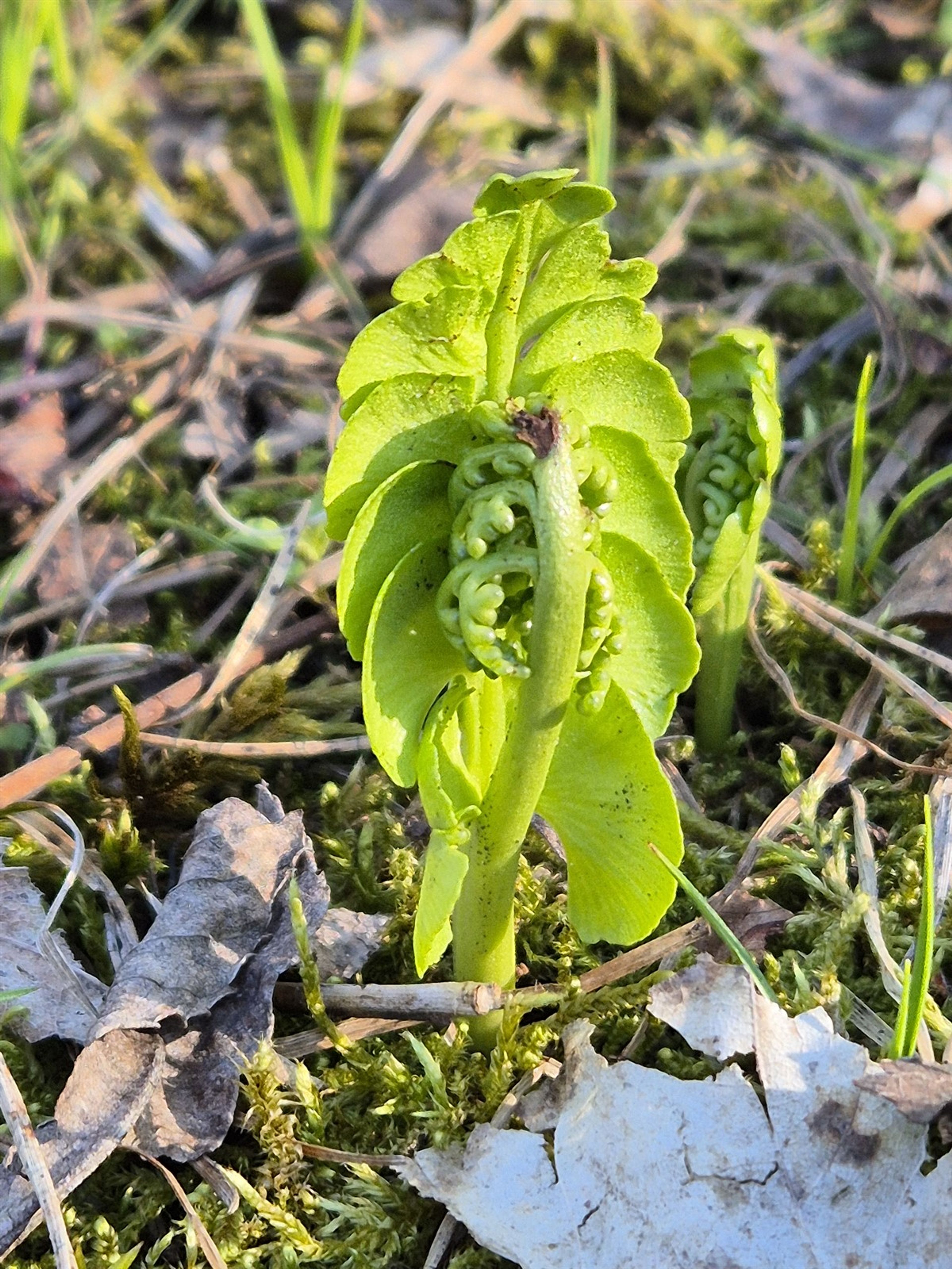 Botrychium lunaria - 89