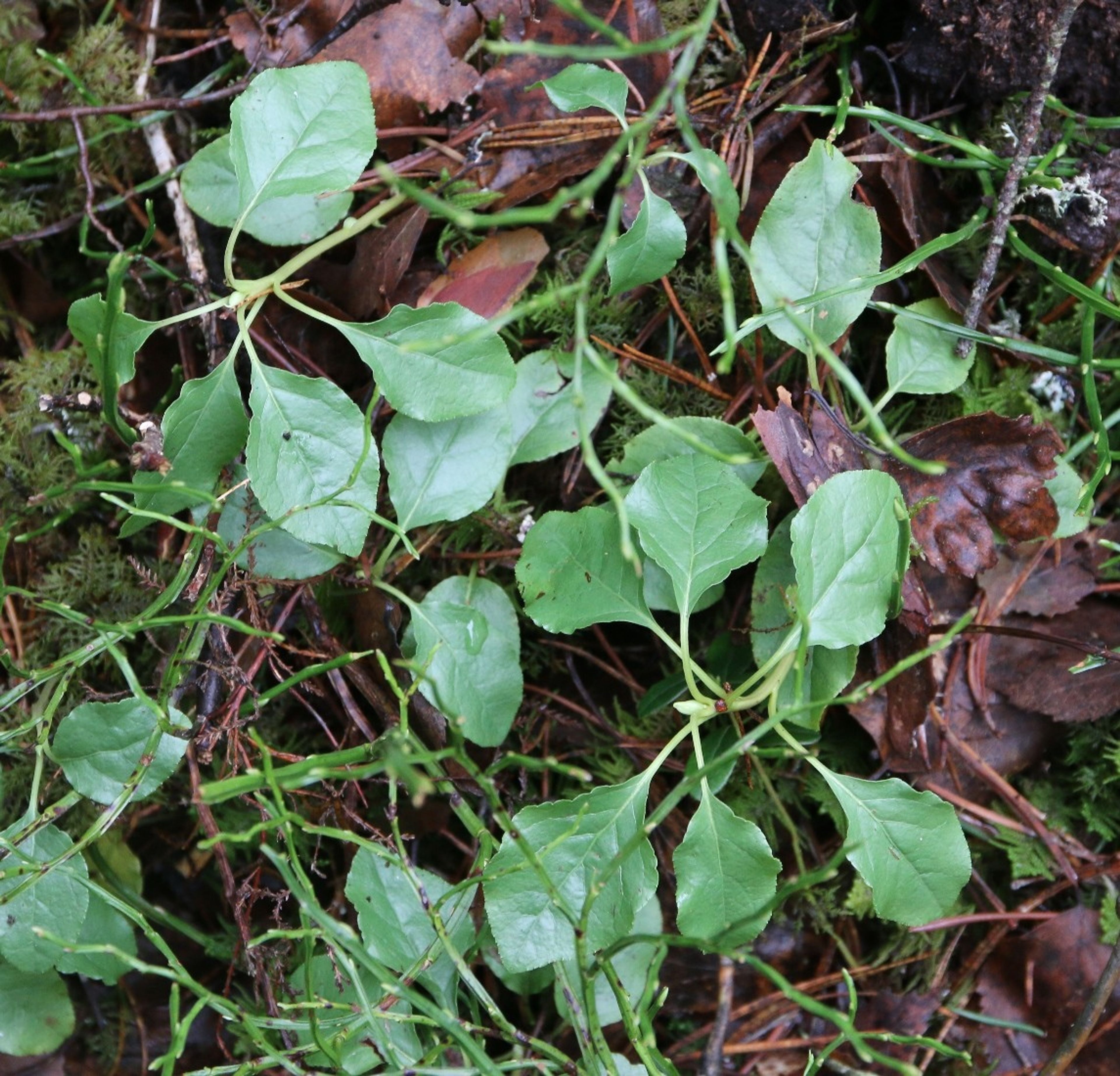 Orthilia secunda - 236