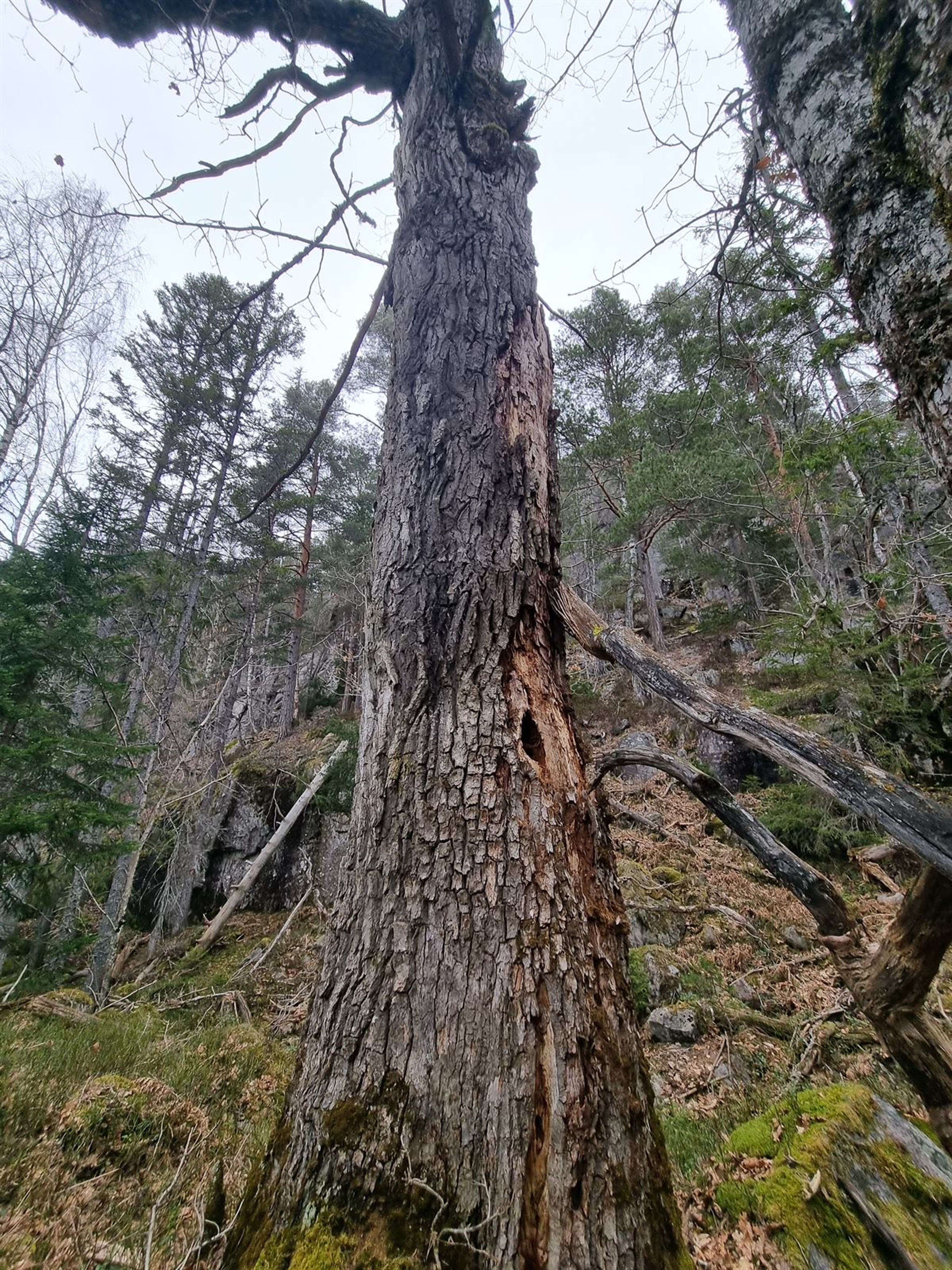 Quercus petraea - 111