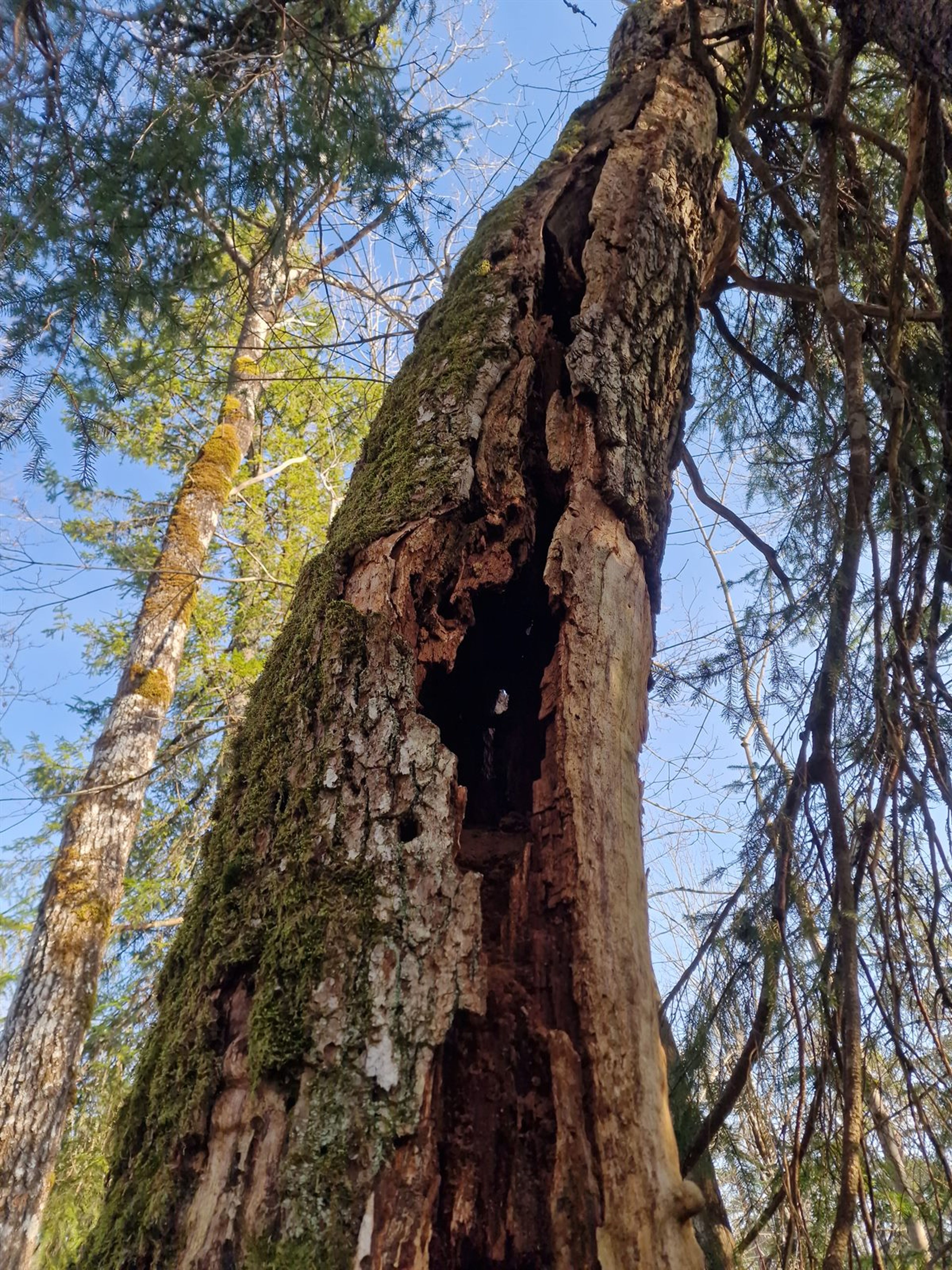 Quercus petraea - 130