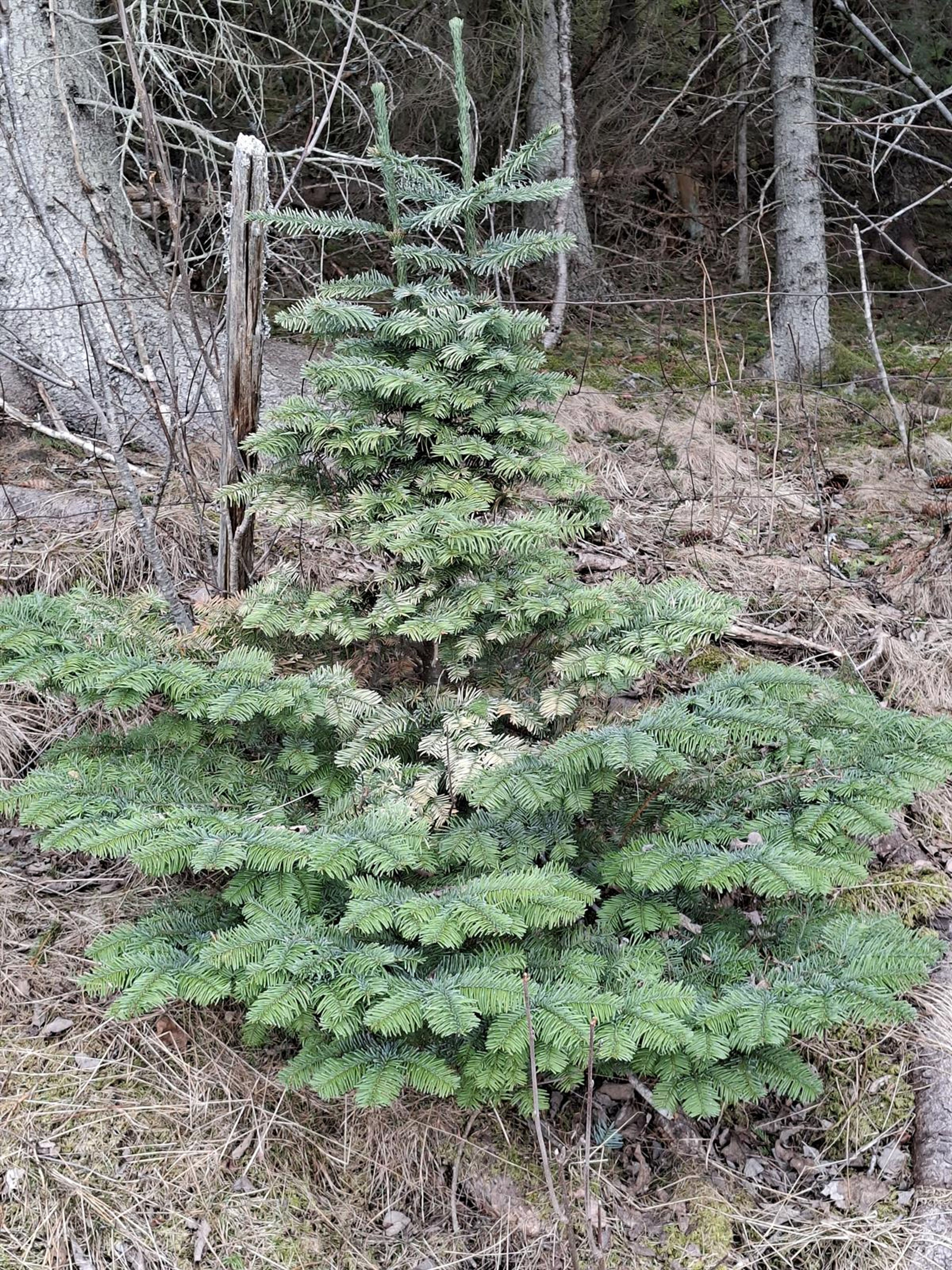 Abies procera - 657