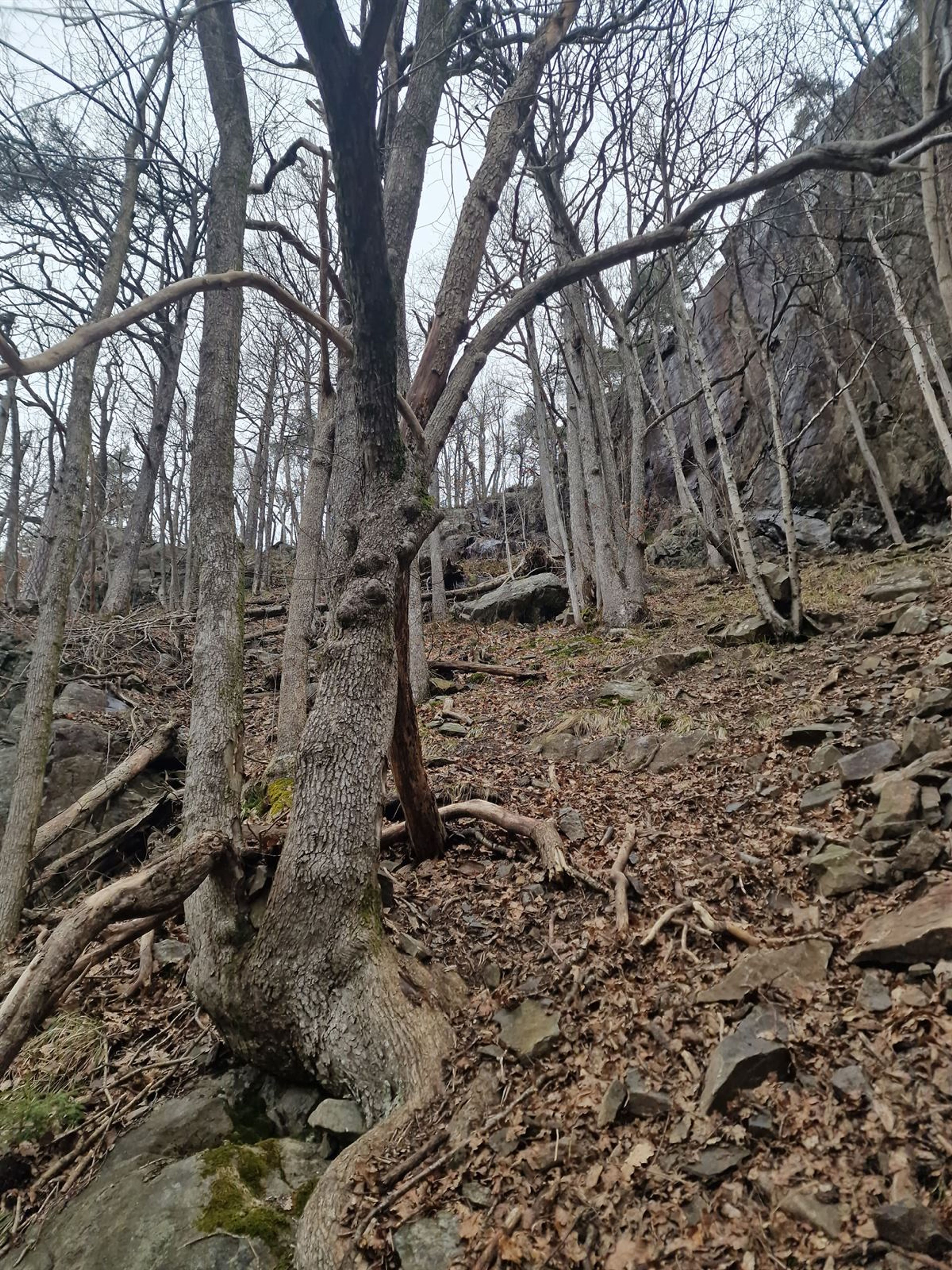 Ulmus glabra - 7
