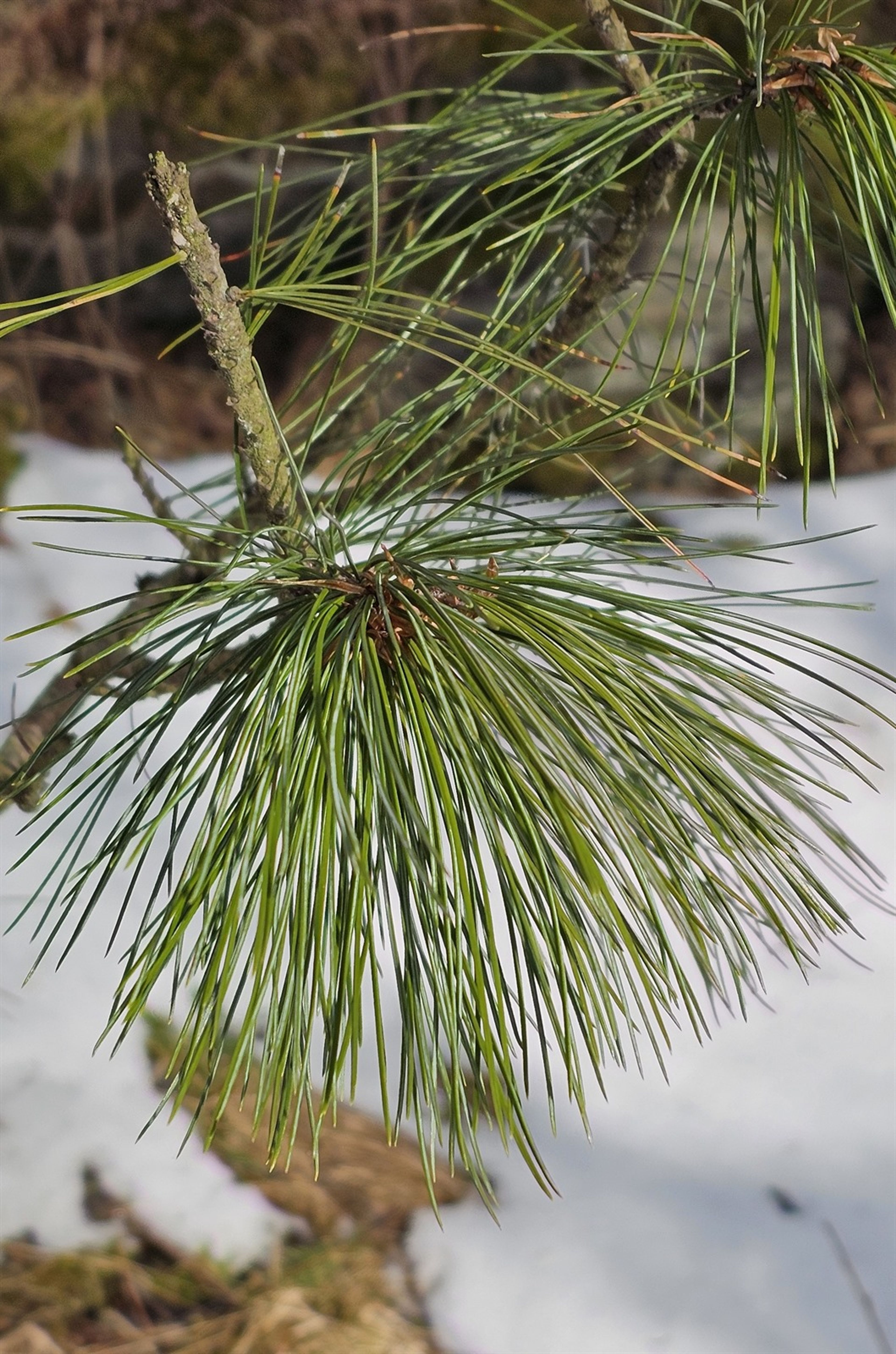 Pinus cembra - 87