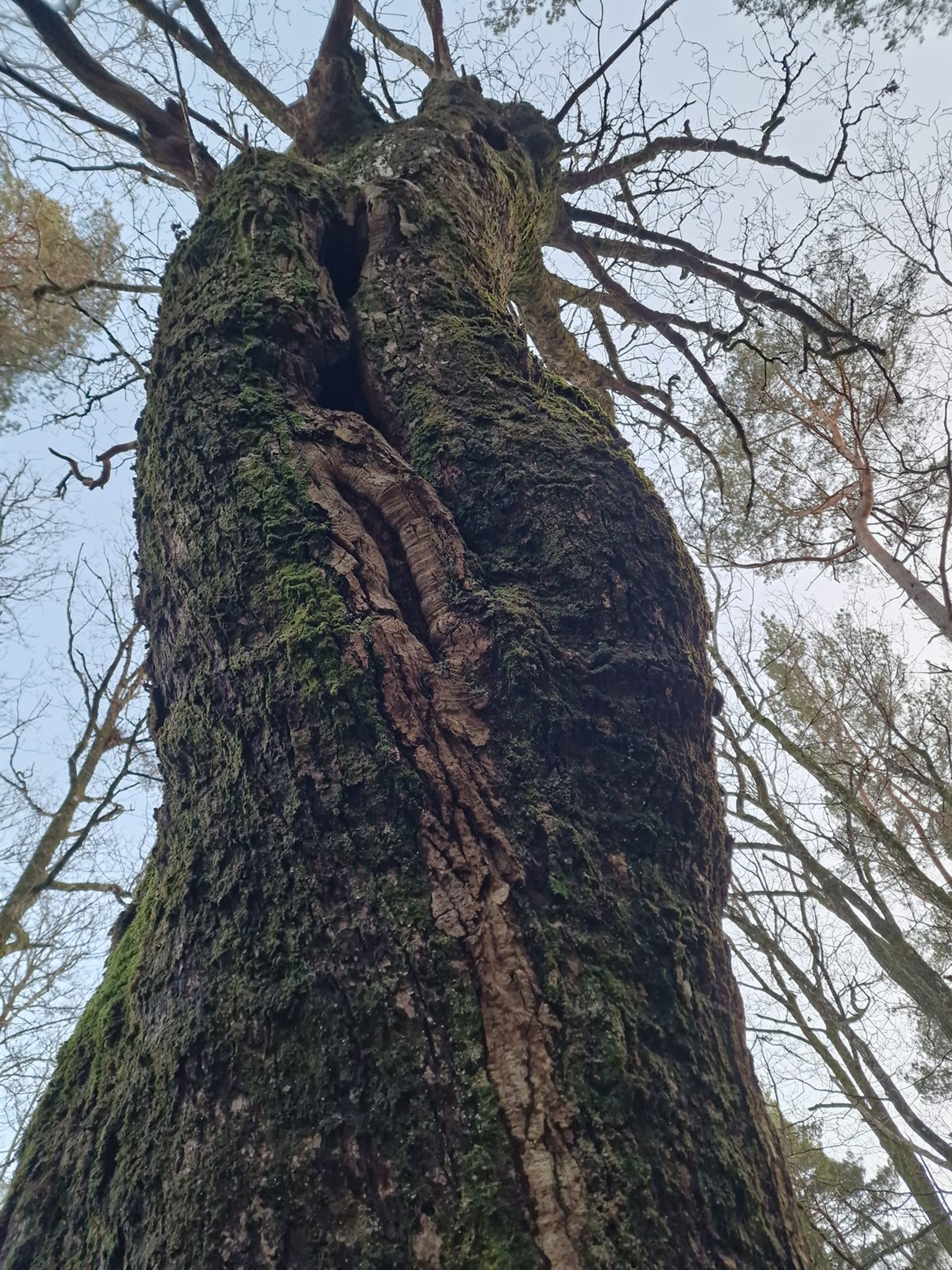 Quercus petraea - 125