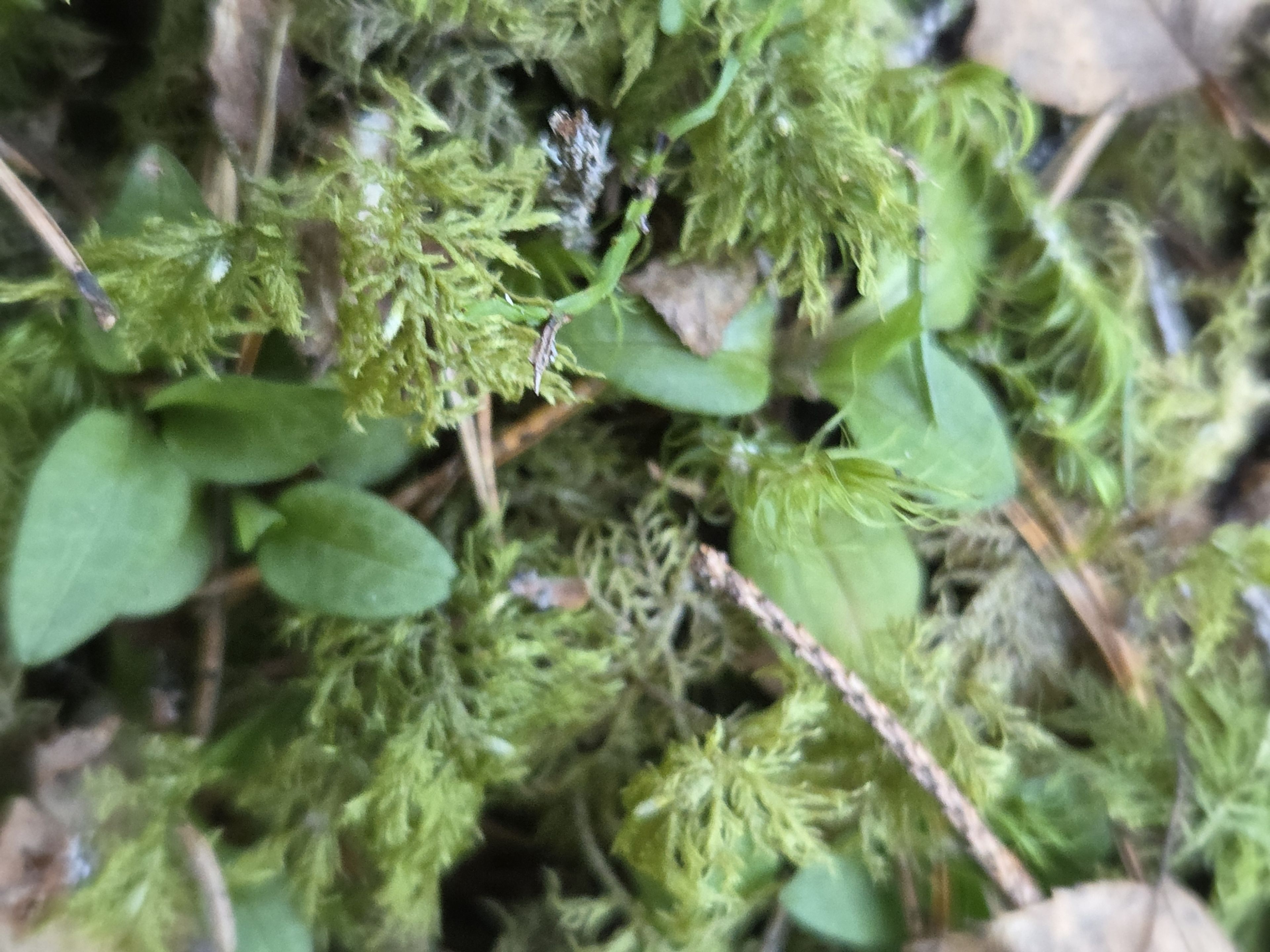 Goodyera repens - 145