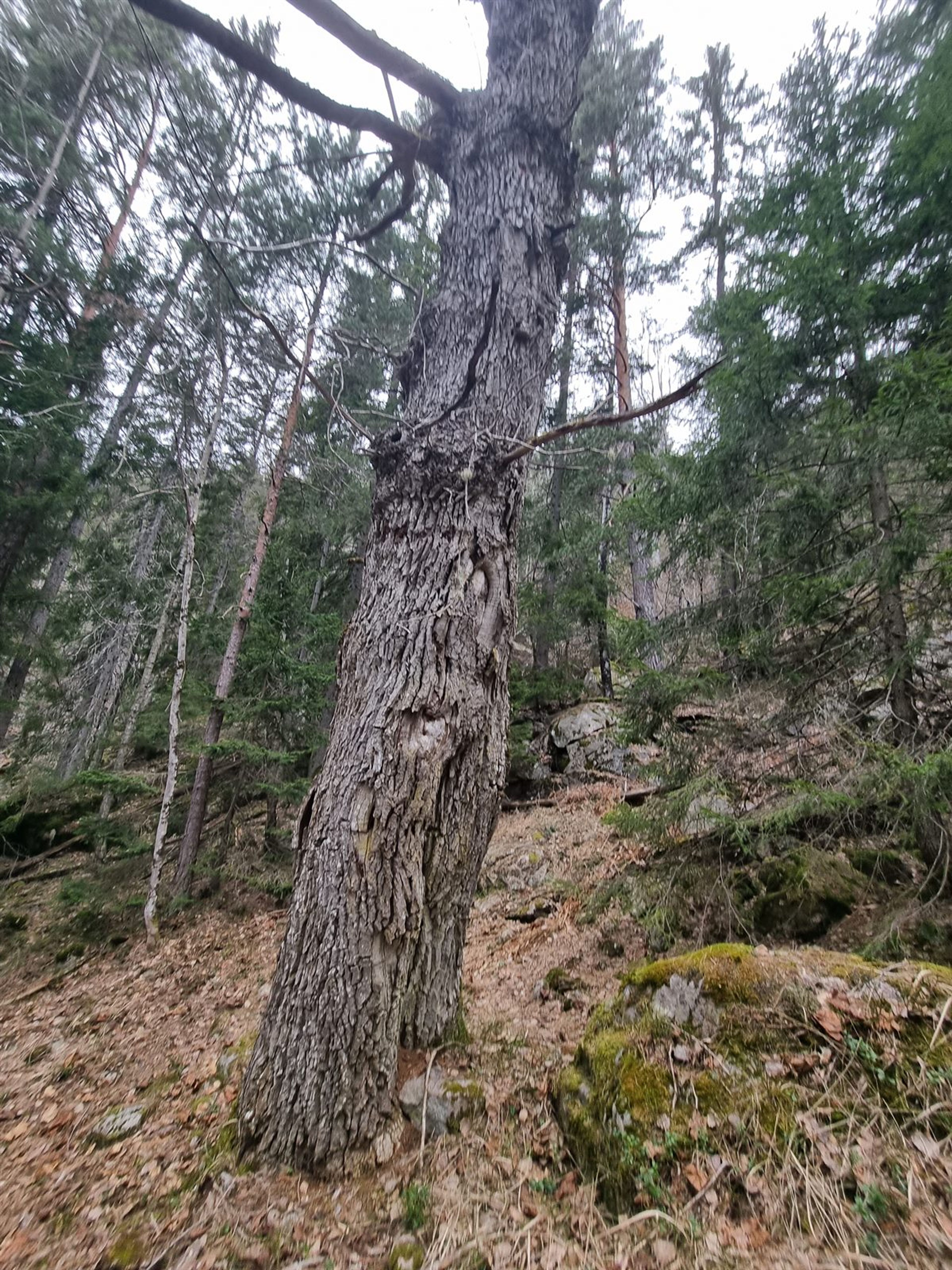 Quercus petraea - 26