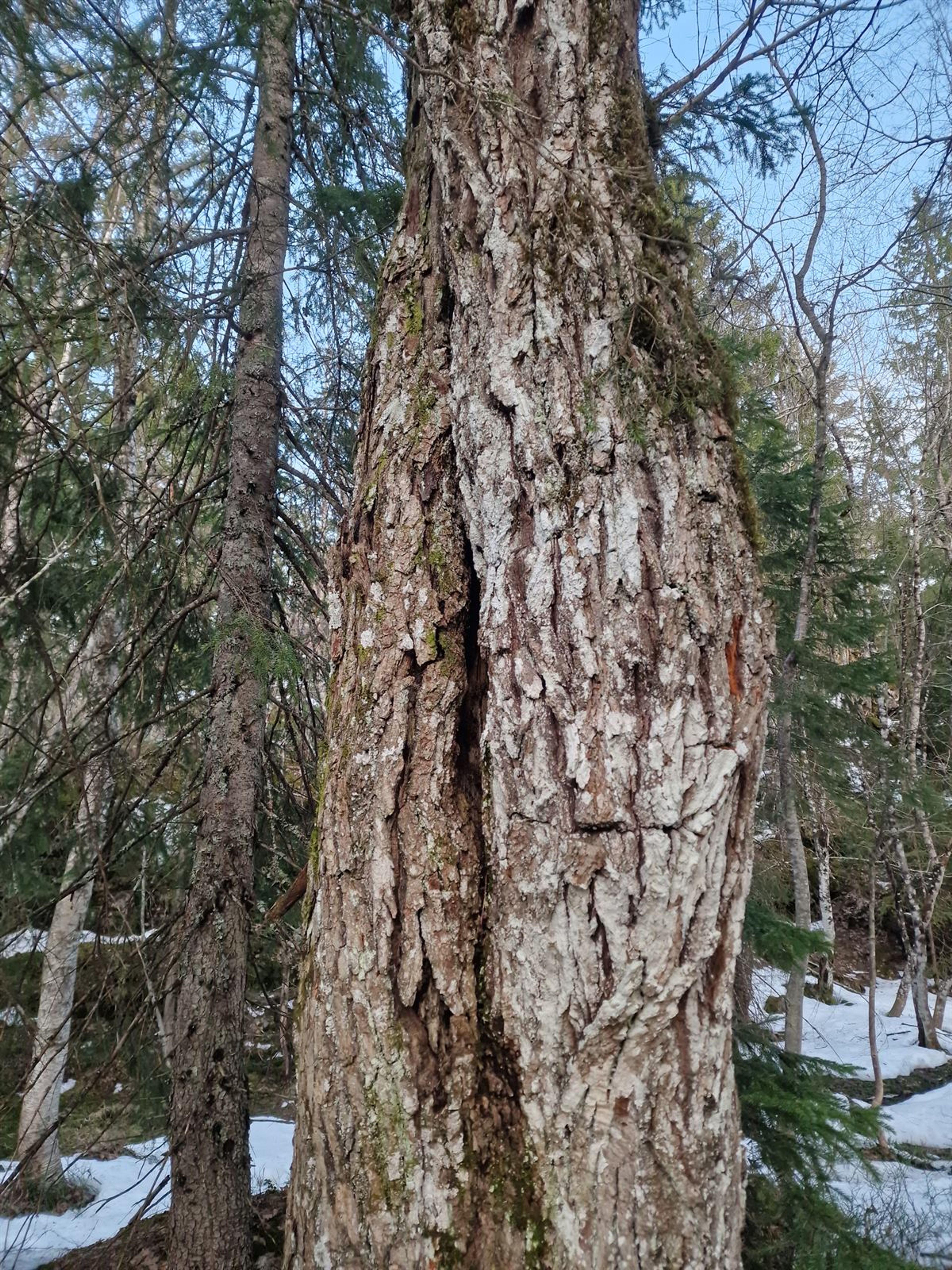 Quercus petraea - 32