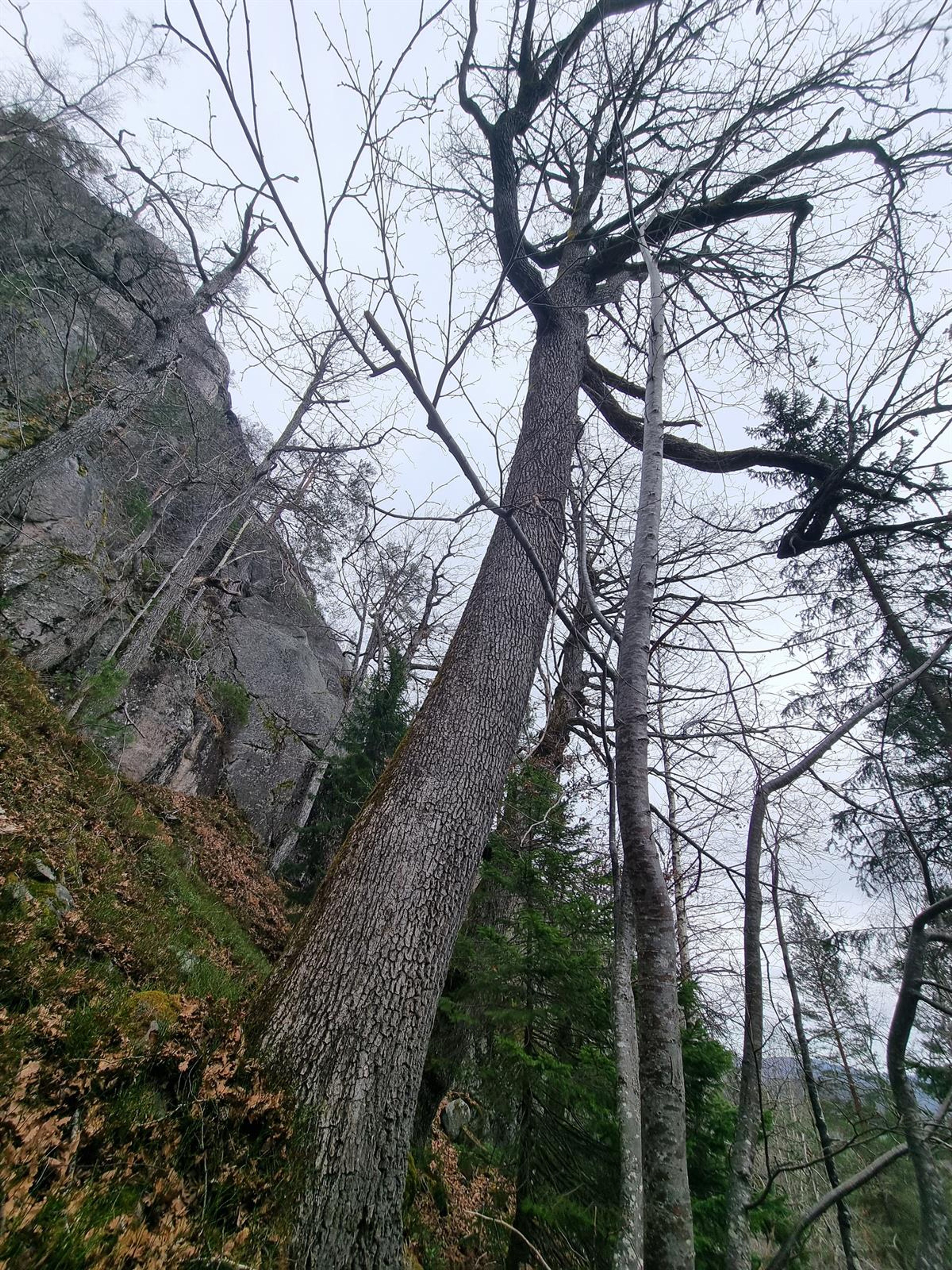 Quercus petraea - 109