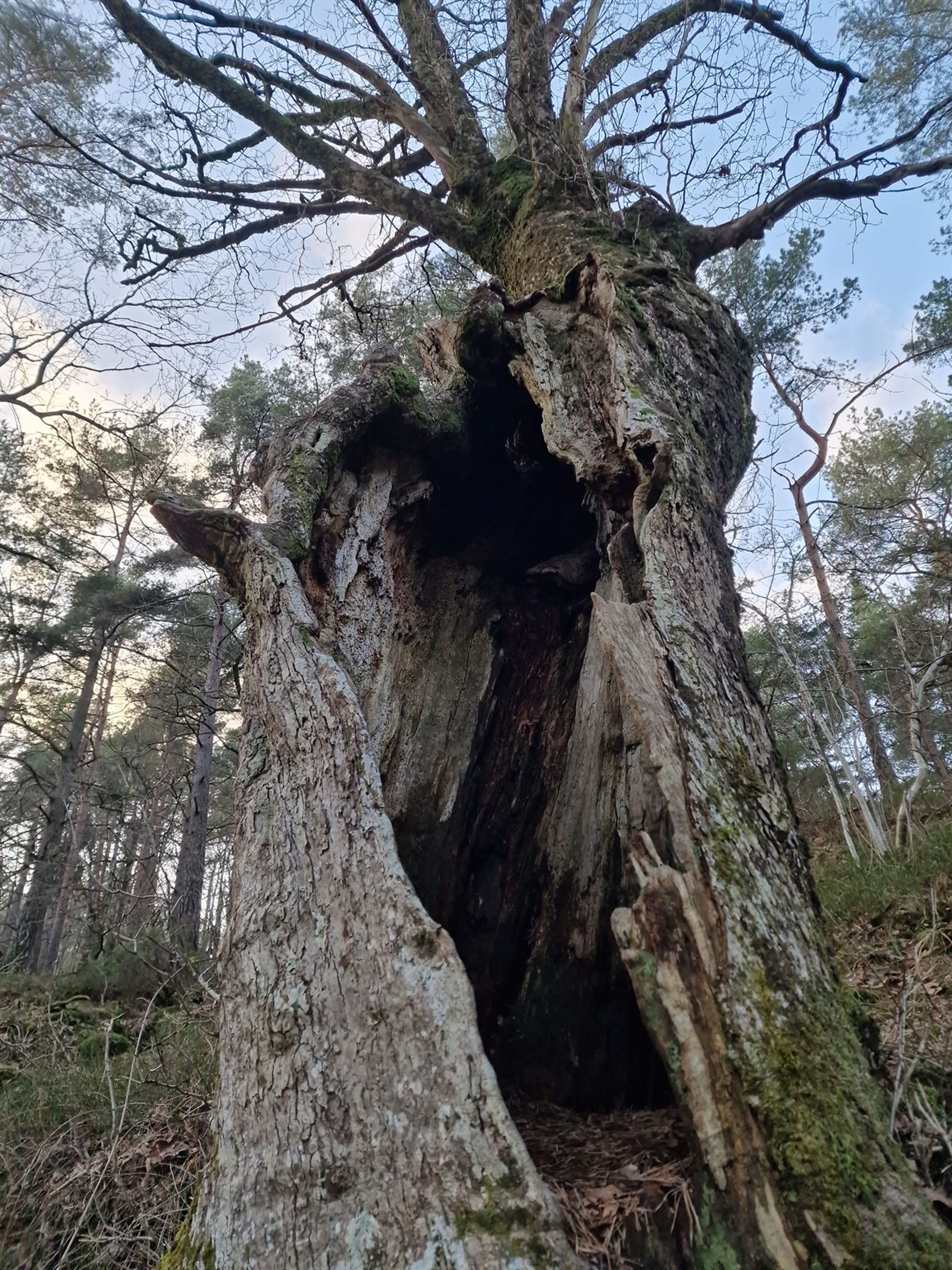 Quercus petraea - 49