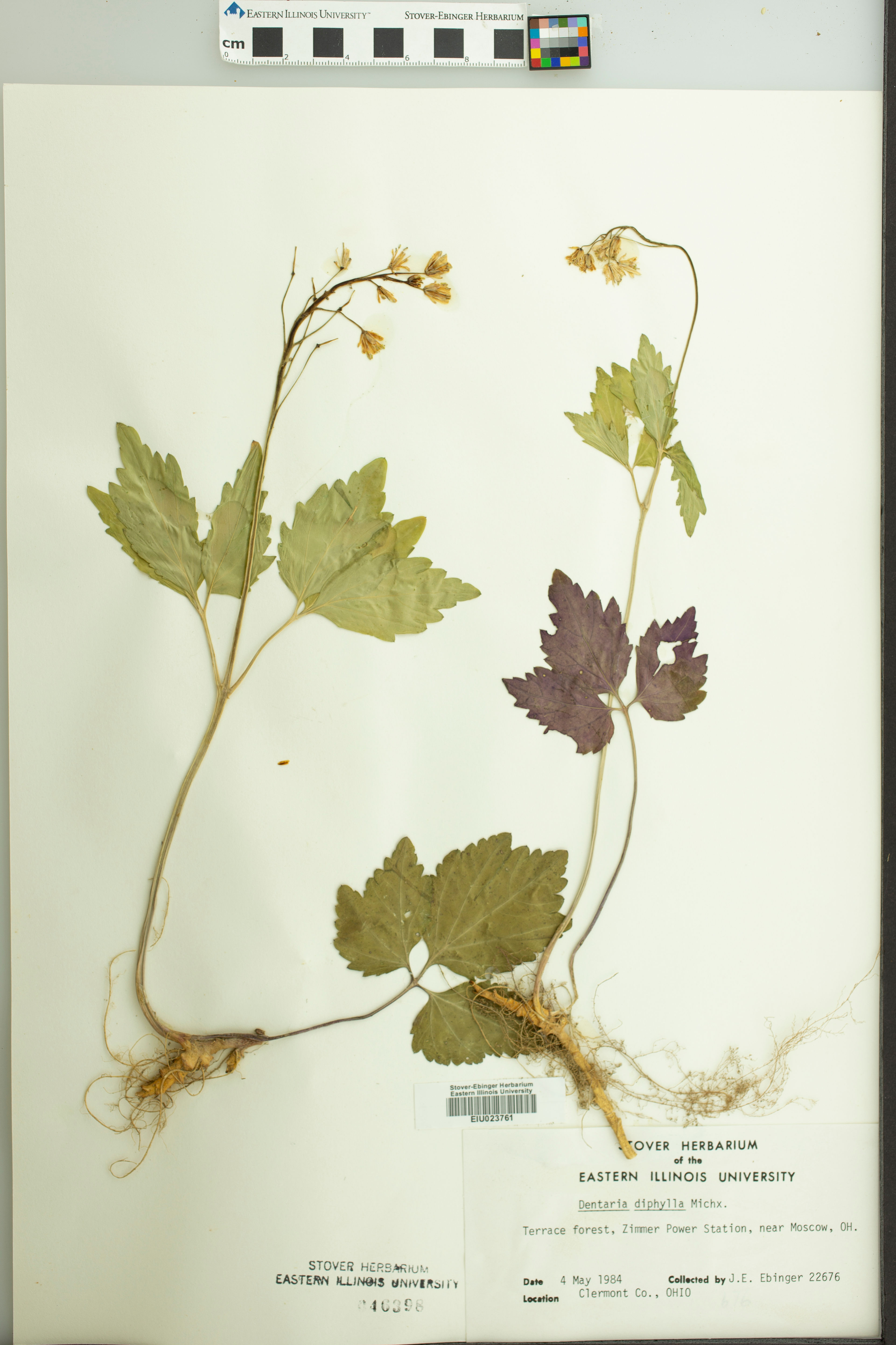 Dentaria diphylla - 5