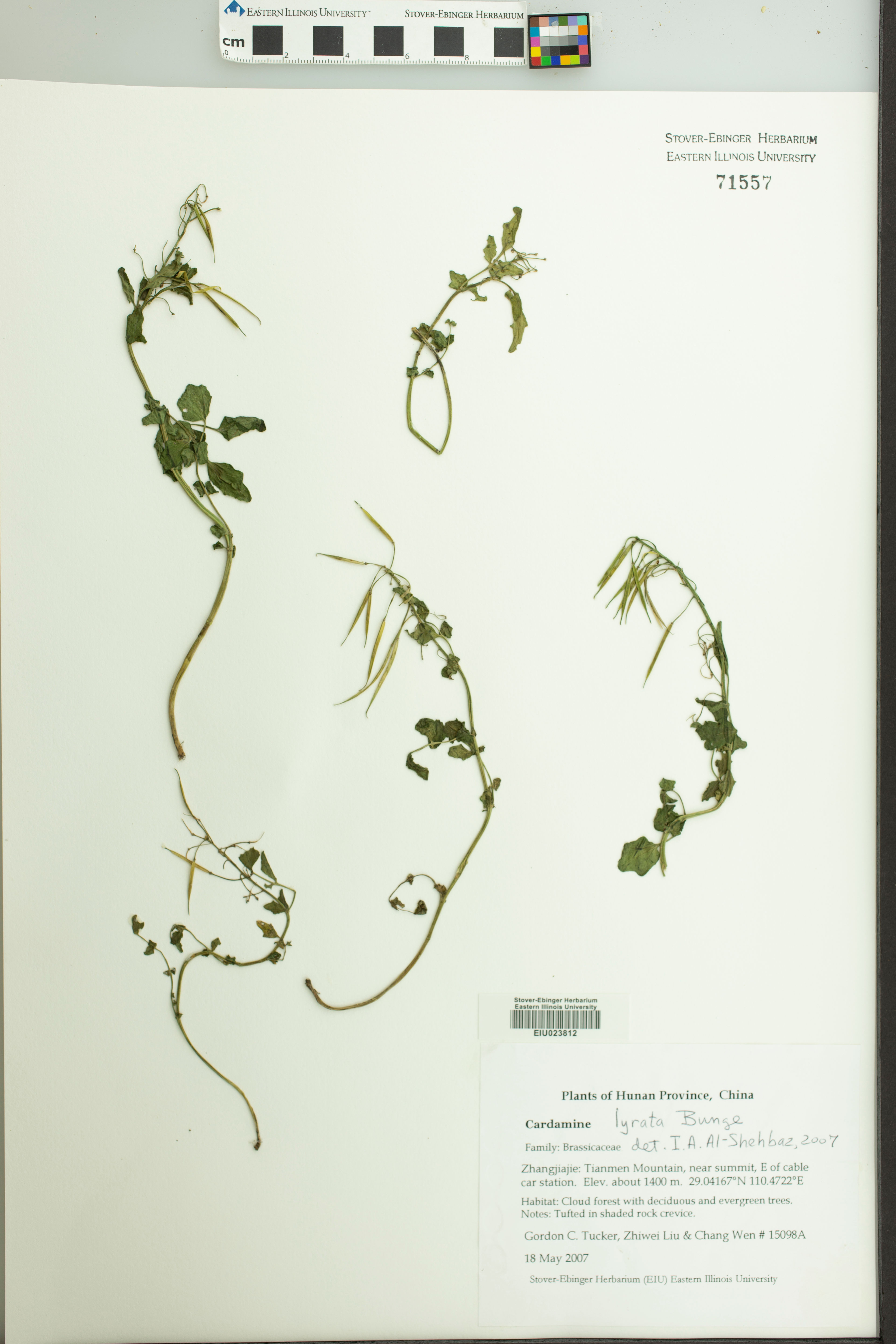 Cardamine lyrata - 33