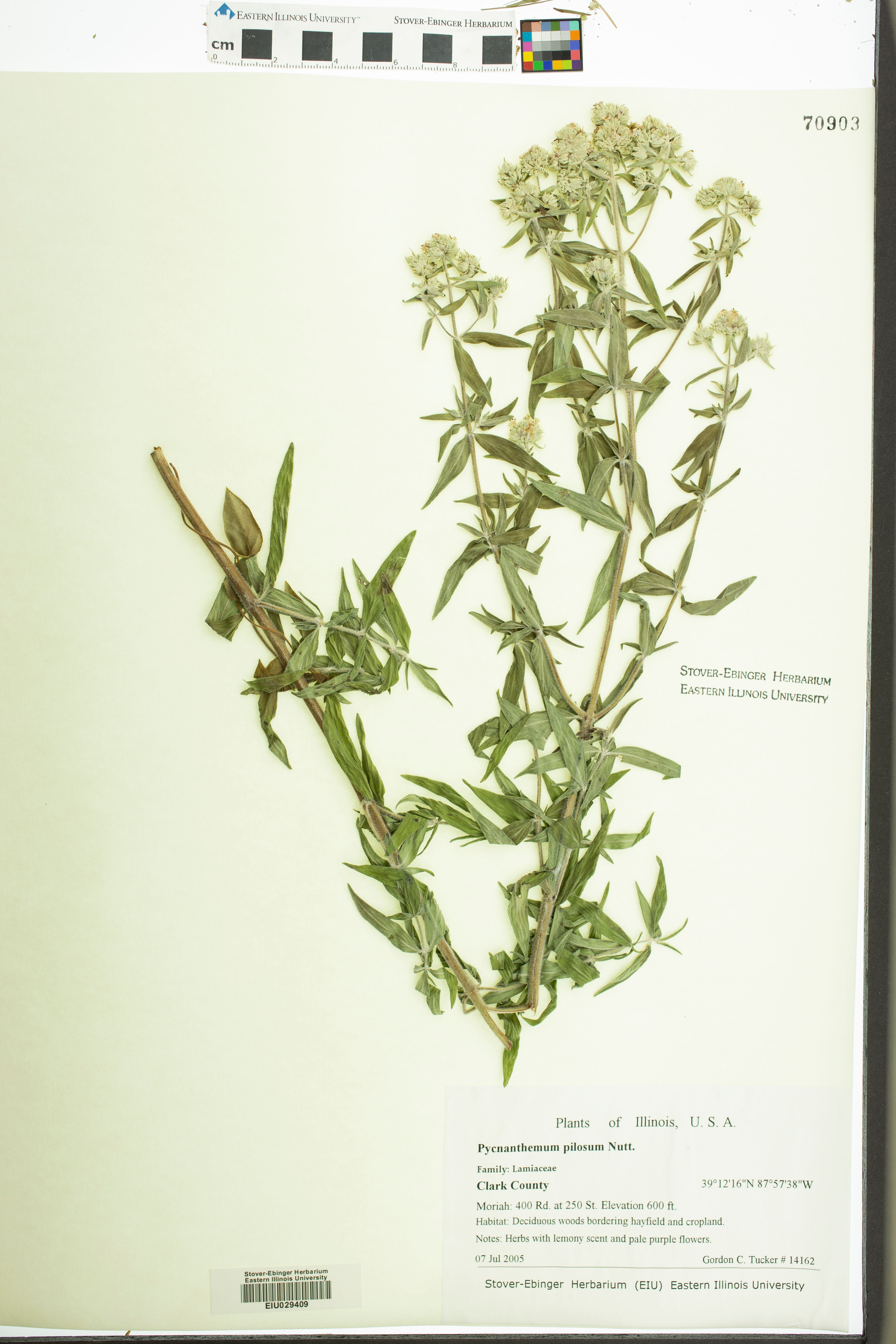 Pycnanthemum pilosum - 72