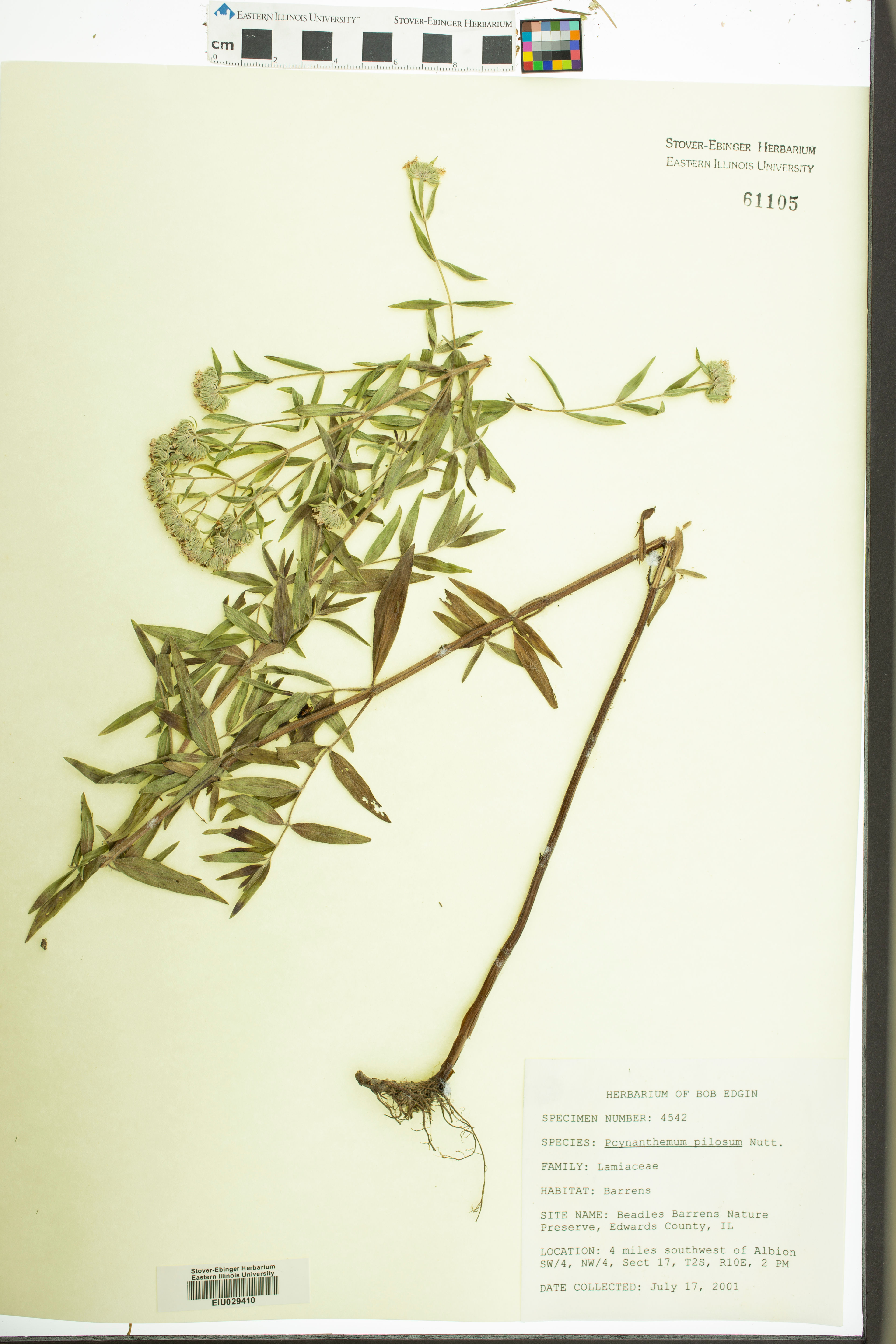 Pycnanthemum pilosum - 32