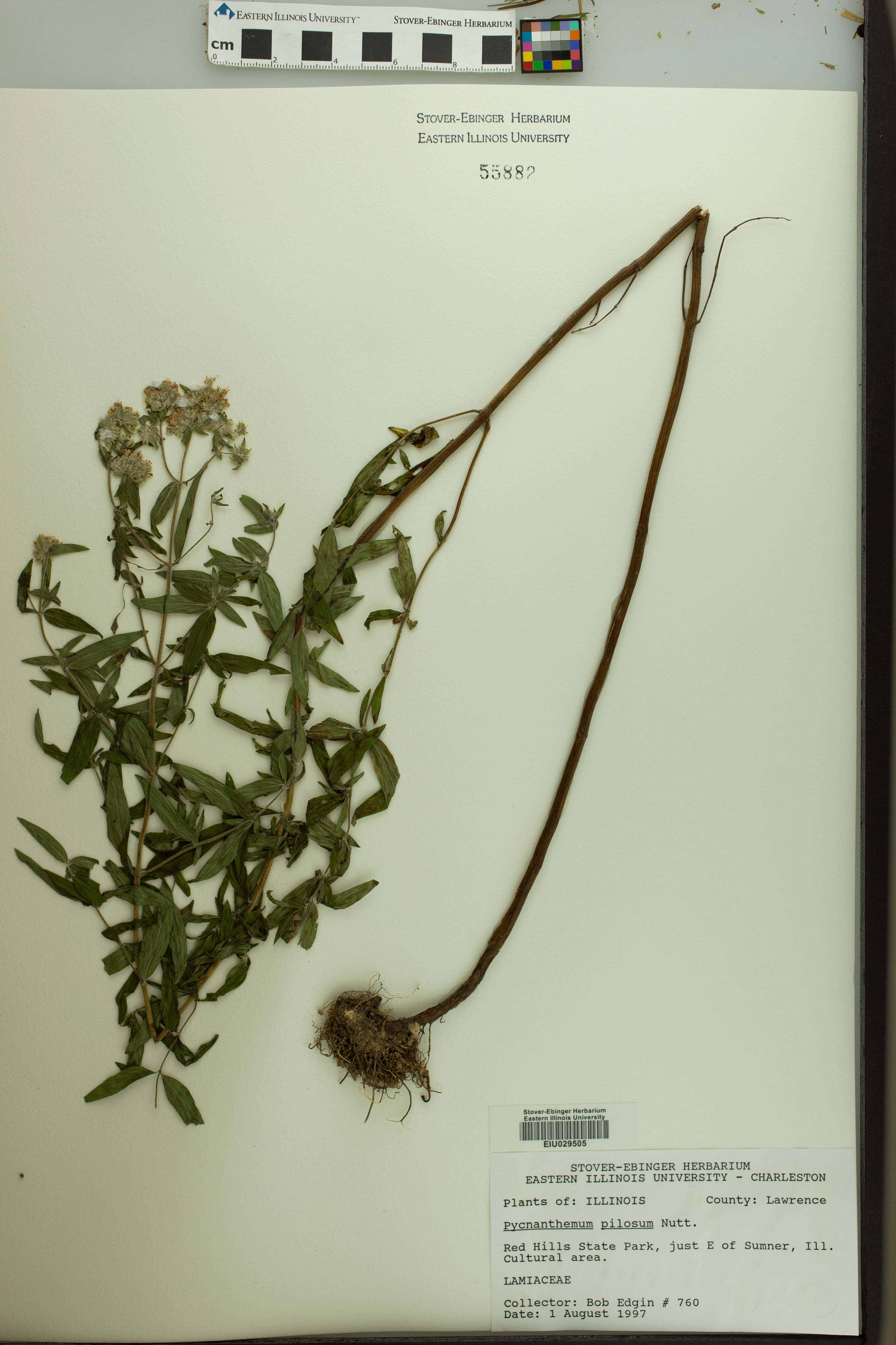 Pycnanthemum pilosum - 99